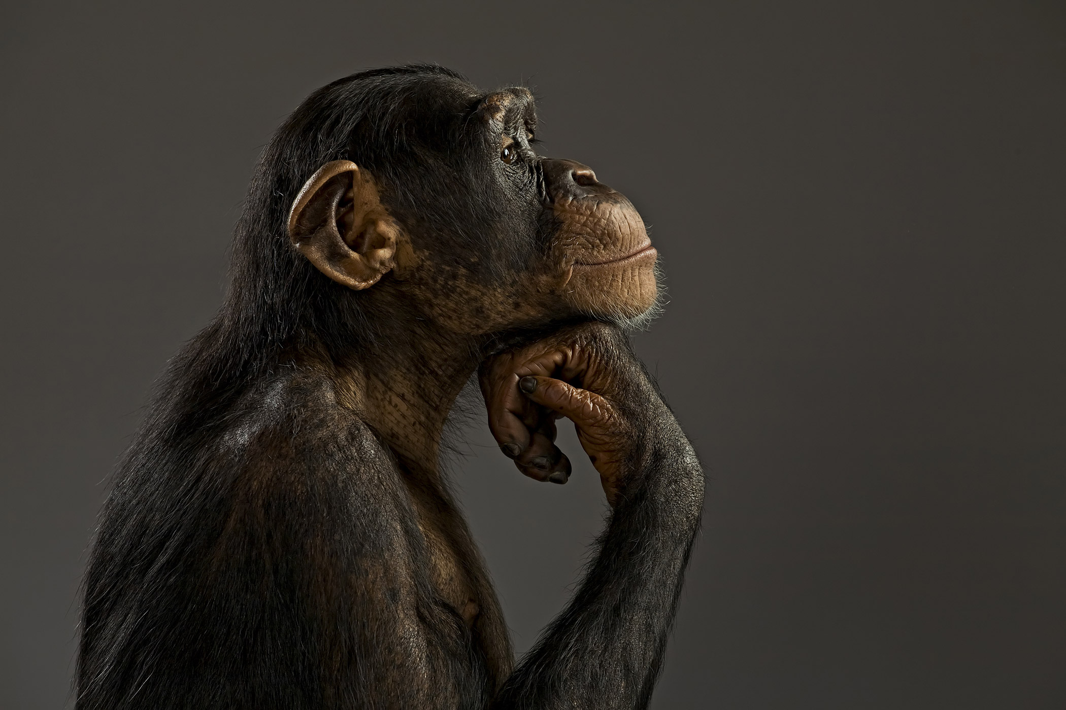 chimpanzee