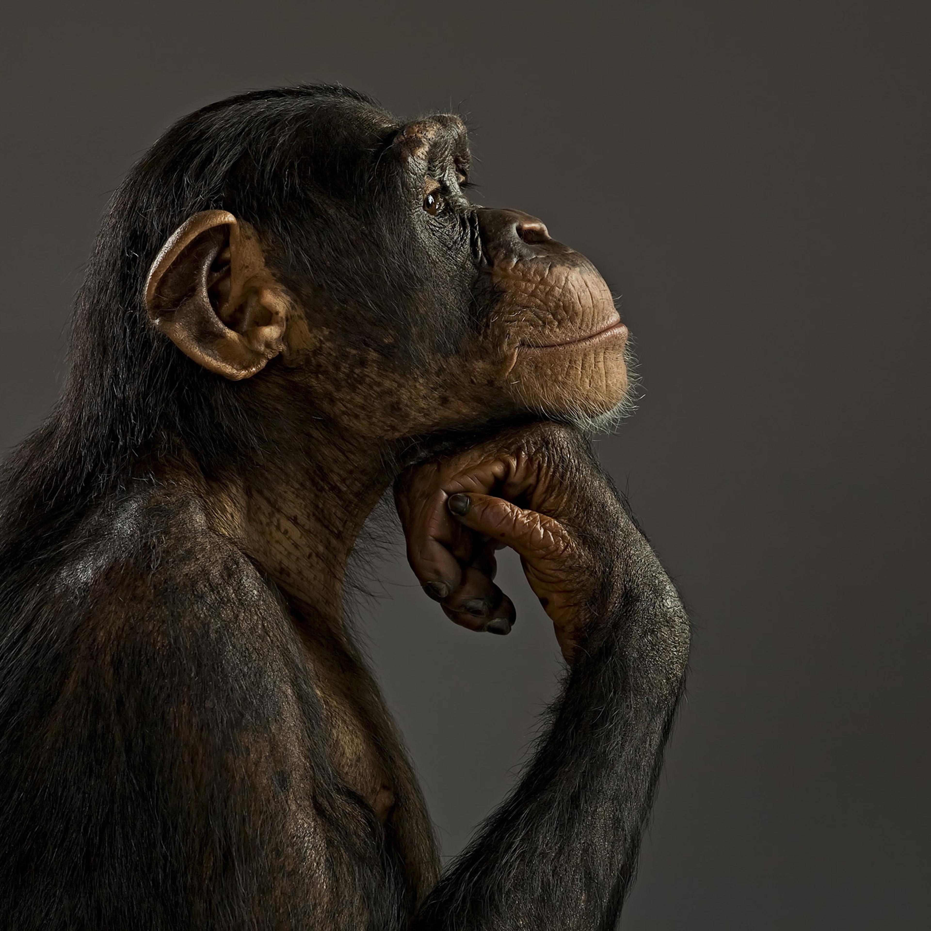 chimpanzee