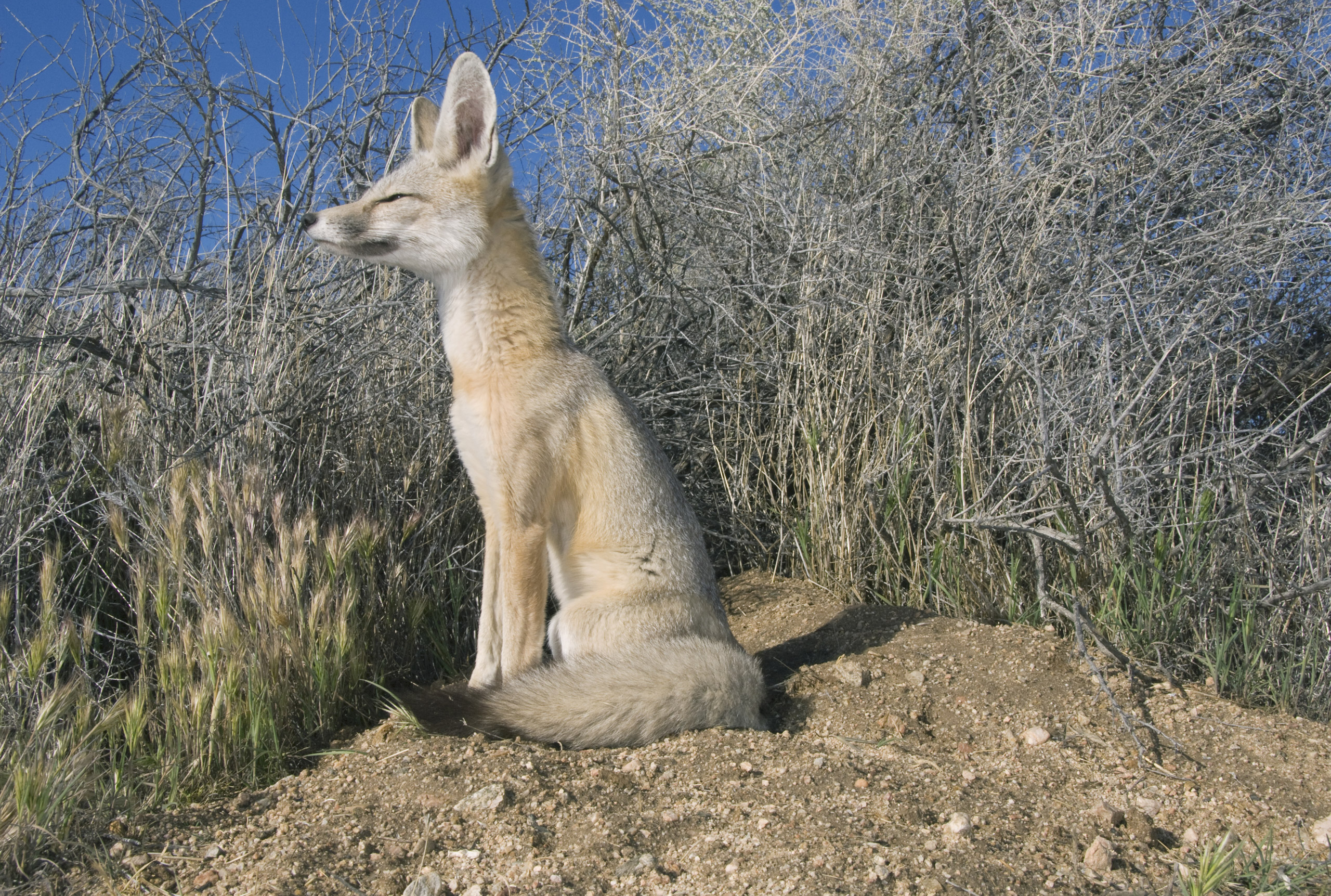 San Joaquin Kit Fox, Vulpes macrotis mutica