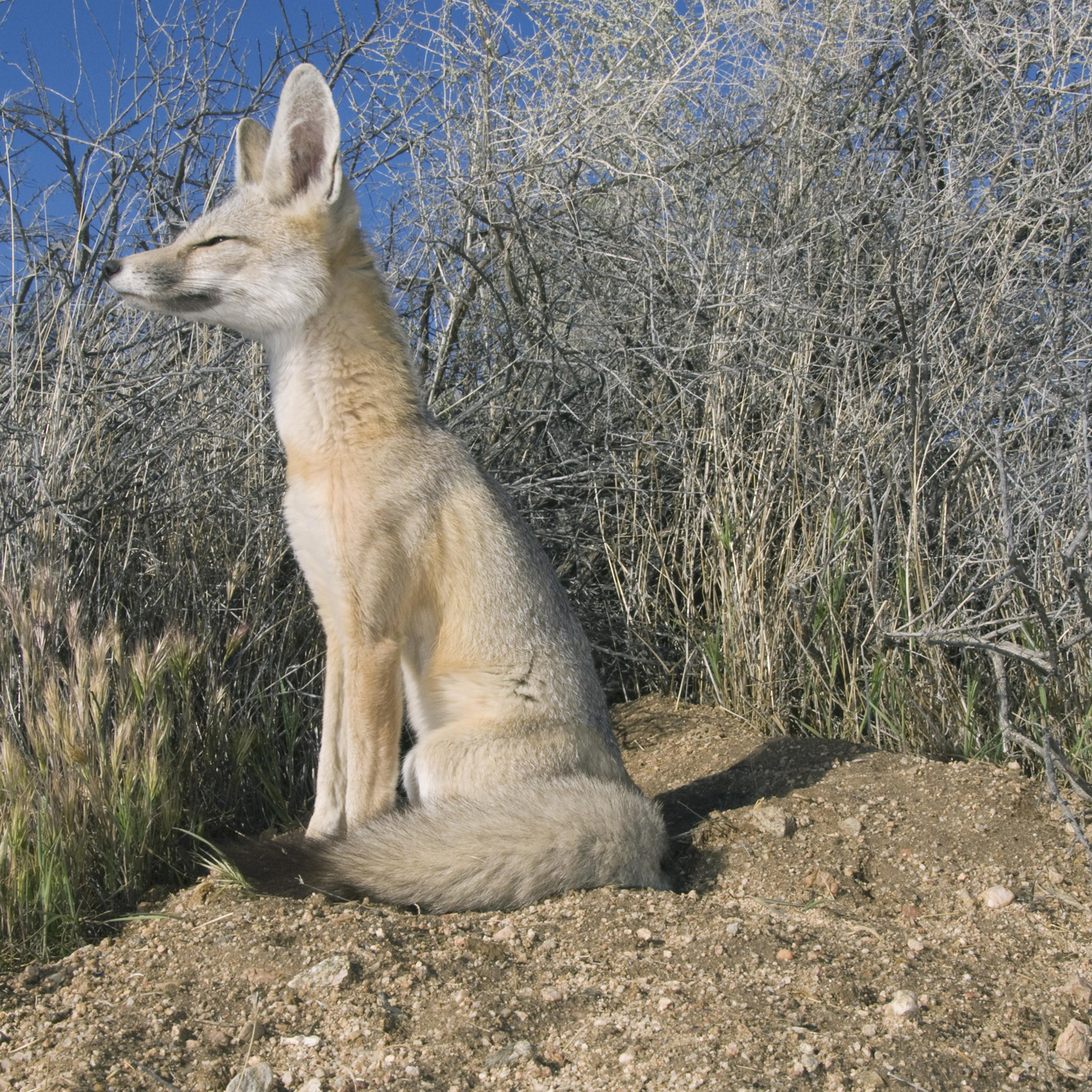 San Joaquin Kit Fox, Vulpes macrotis mutica