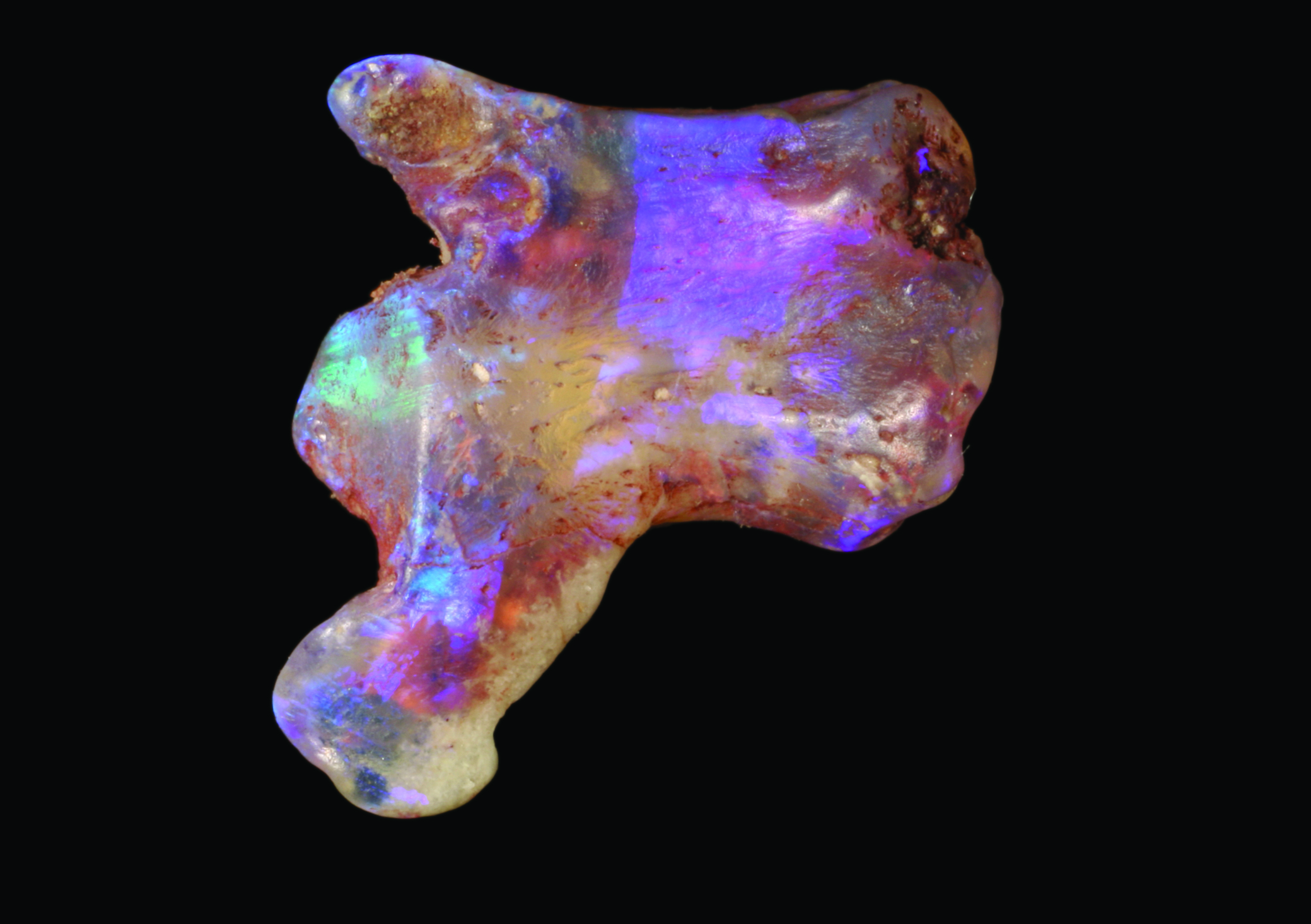 opalized turtle tail bone fossil