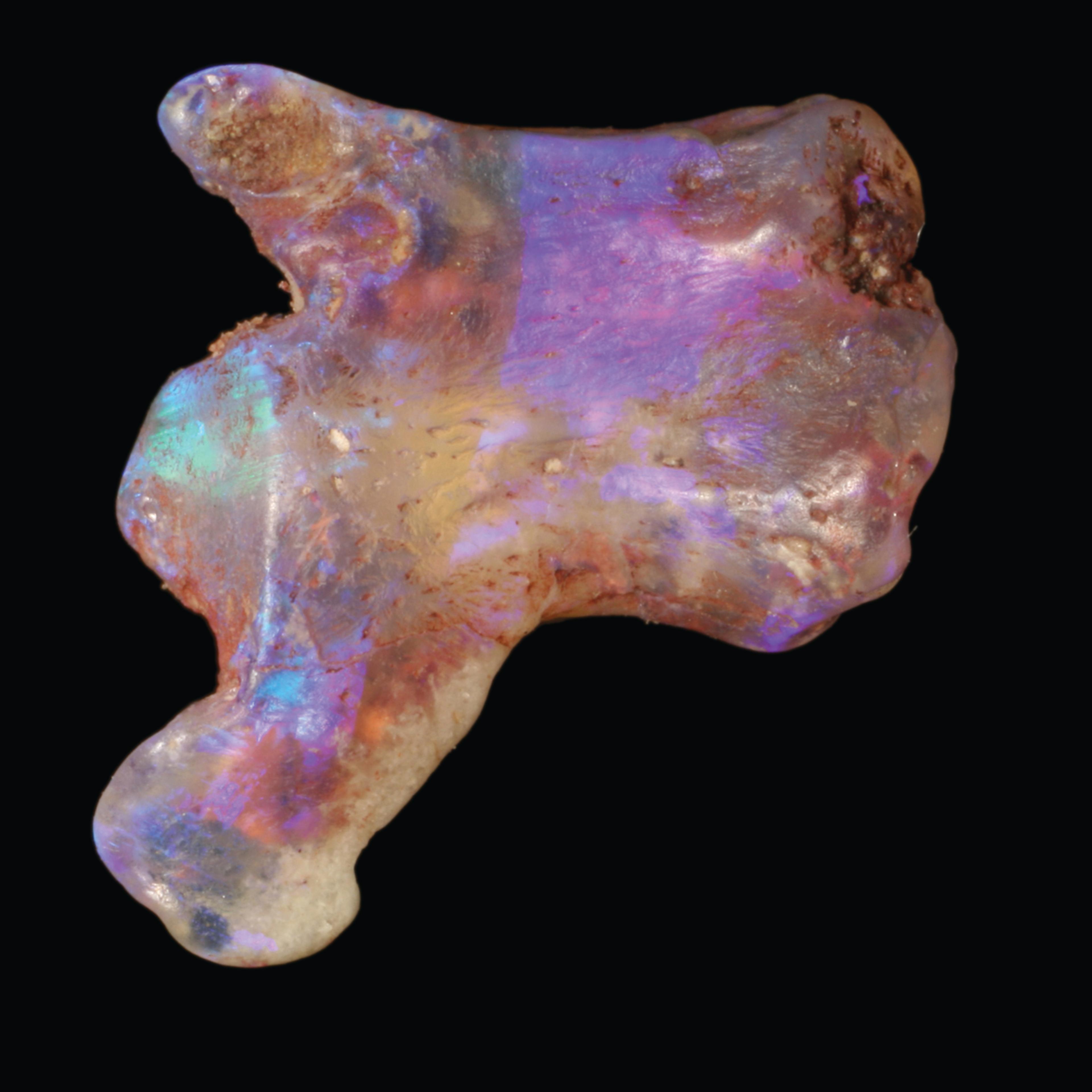 opalized turtle tail bone fossil