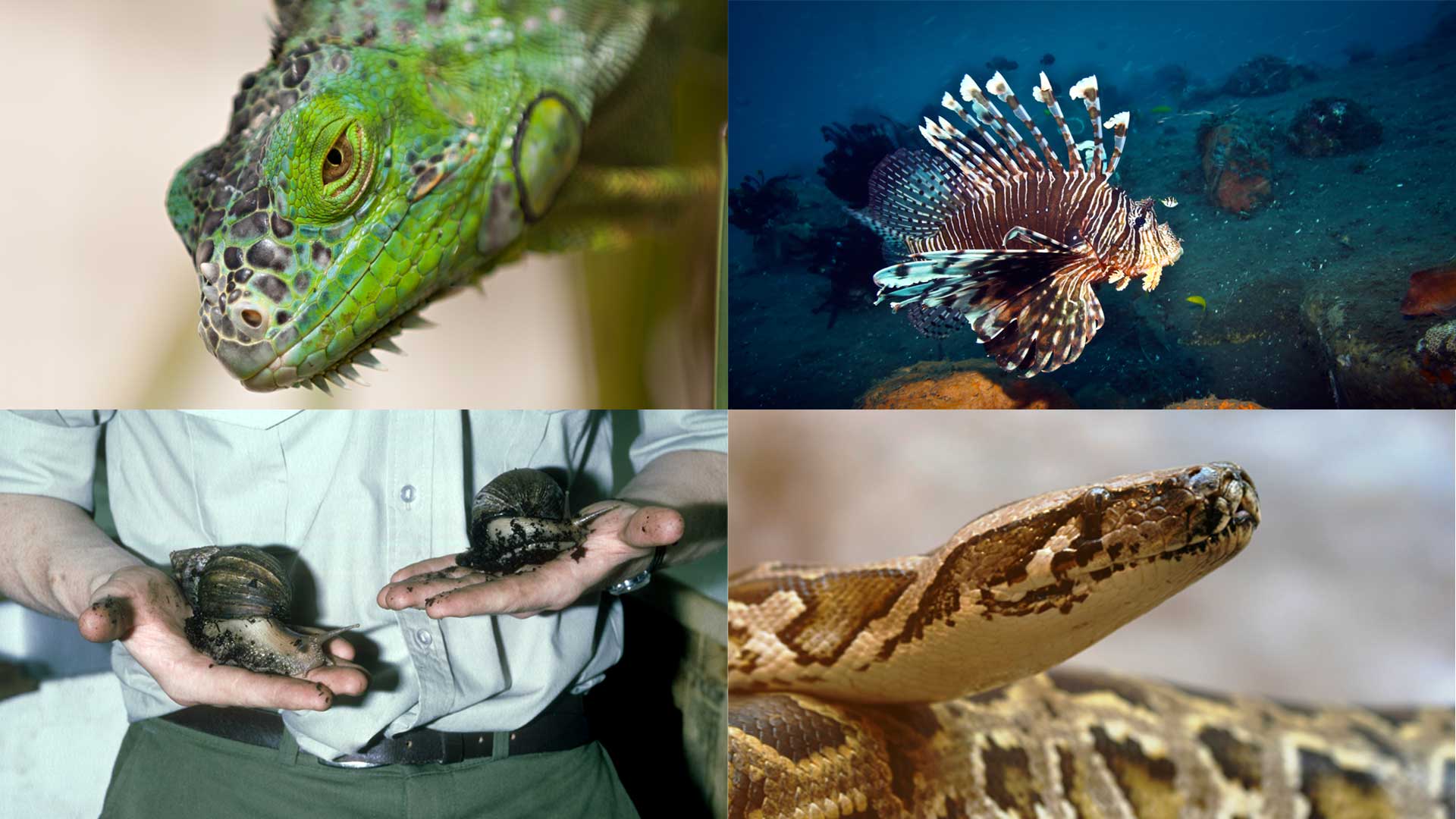Some of Florida's Worst Invasive Species.