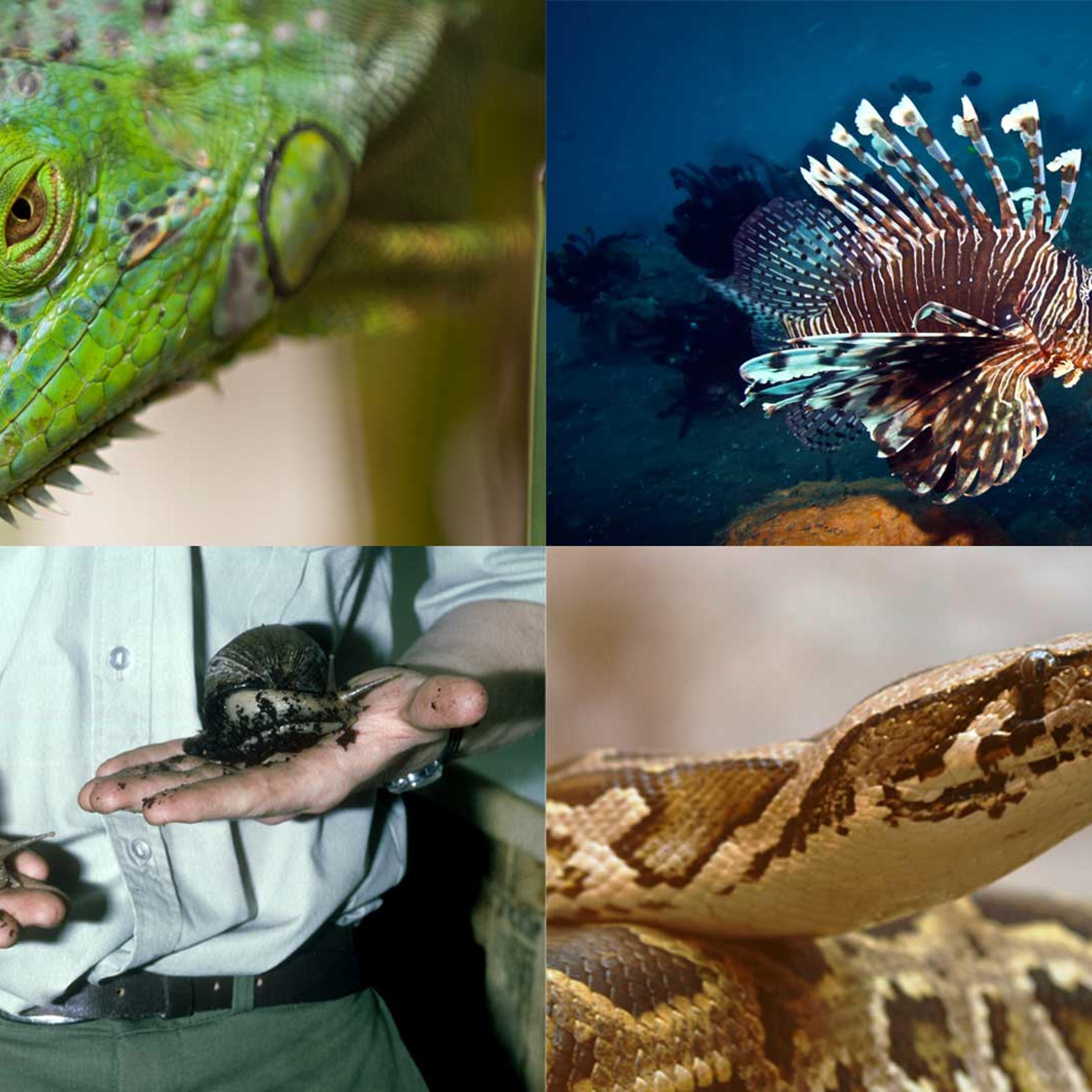 Some of Florida's Worst Invasive Species.