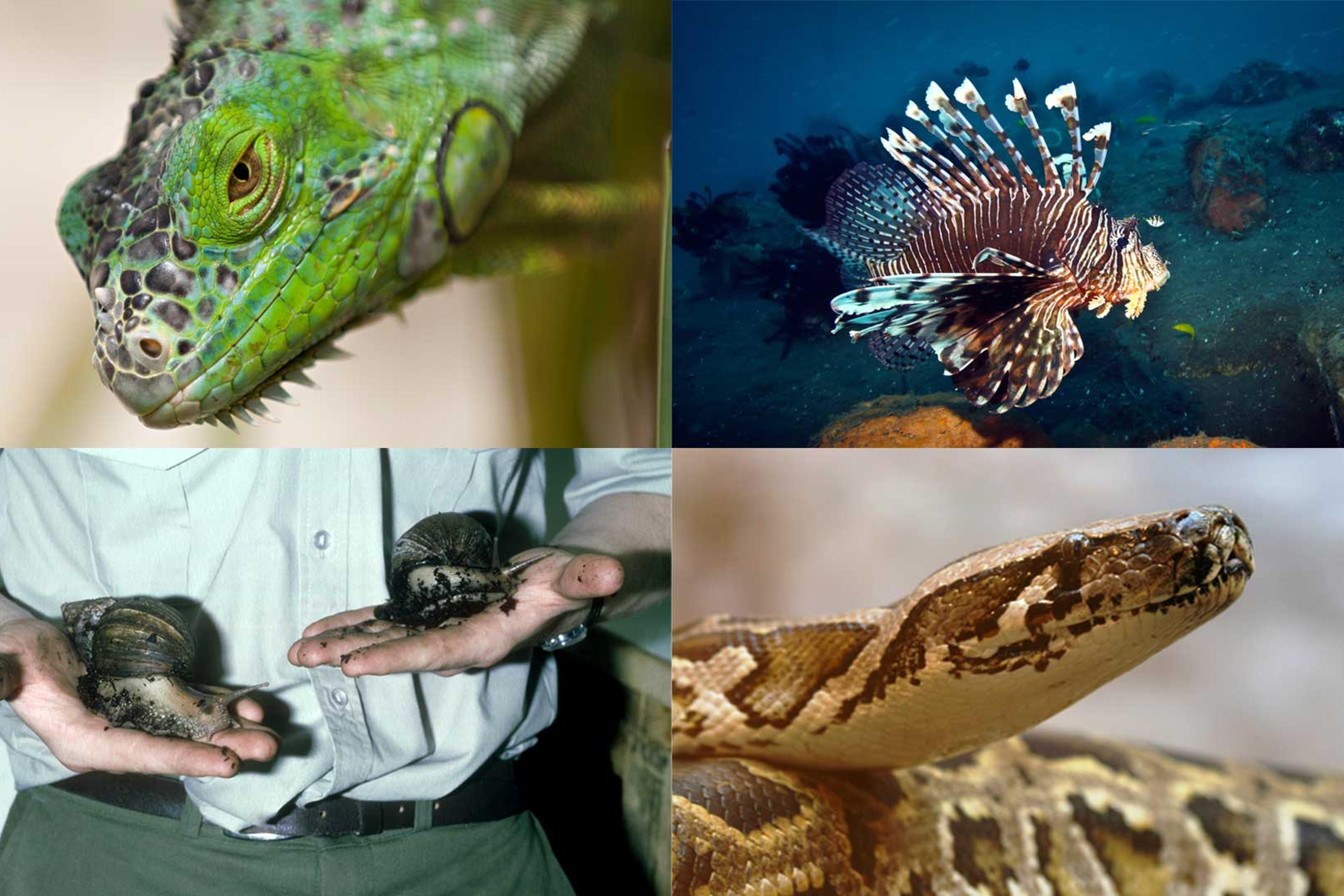 Florida Invasive Insects The 5 Most Invasive Species in Florida's Invaded Everglades