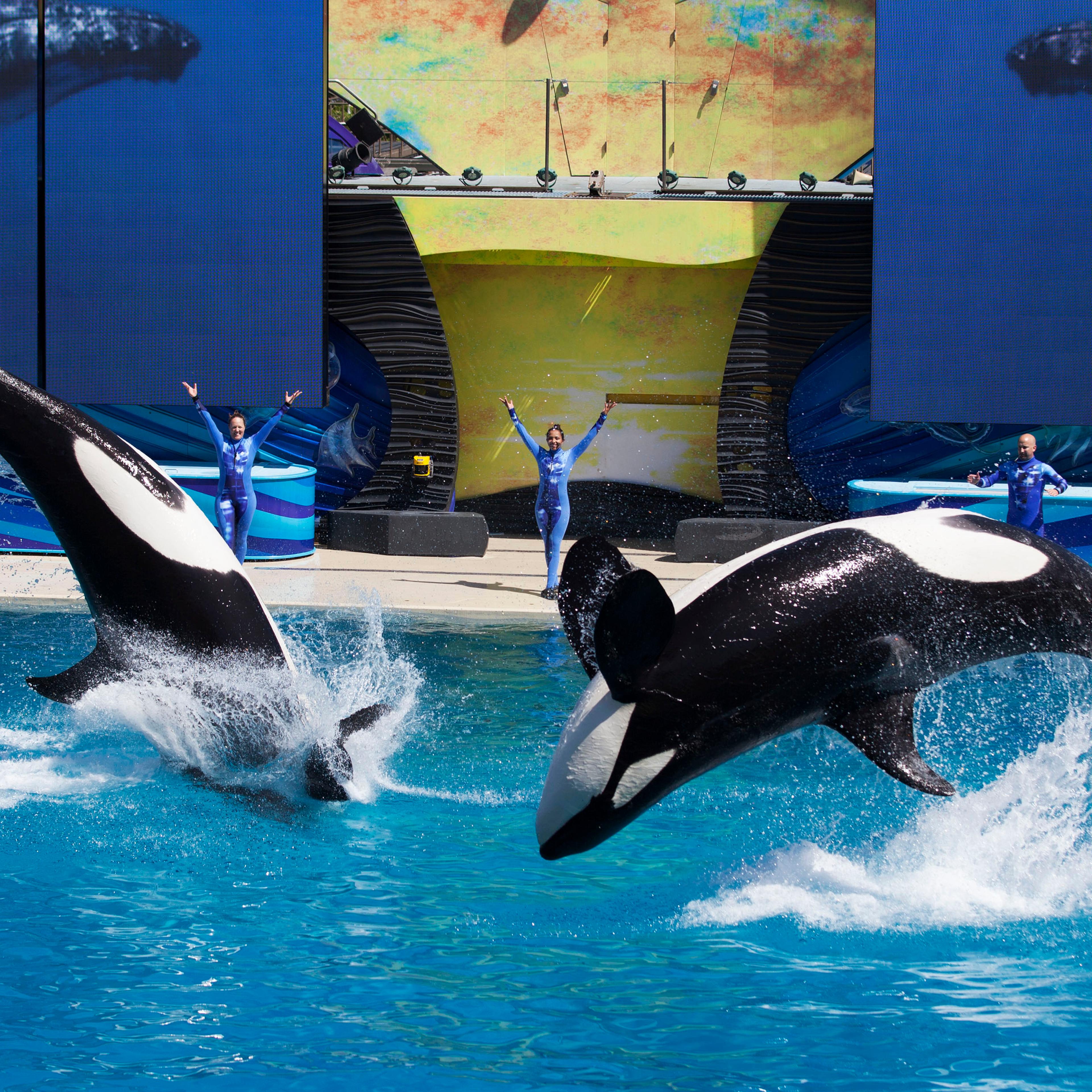Trainers have Orca killer whales perform for the crowd during a show at the animal theme park SeaWorld in San Diego, California