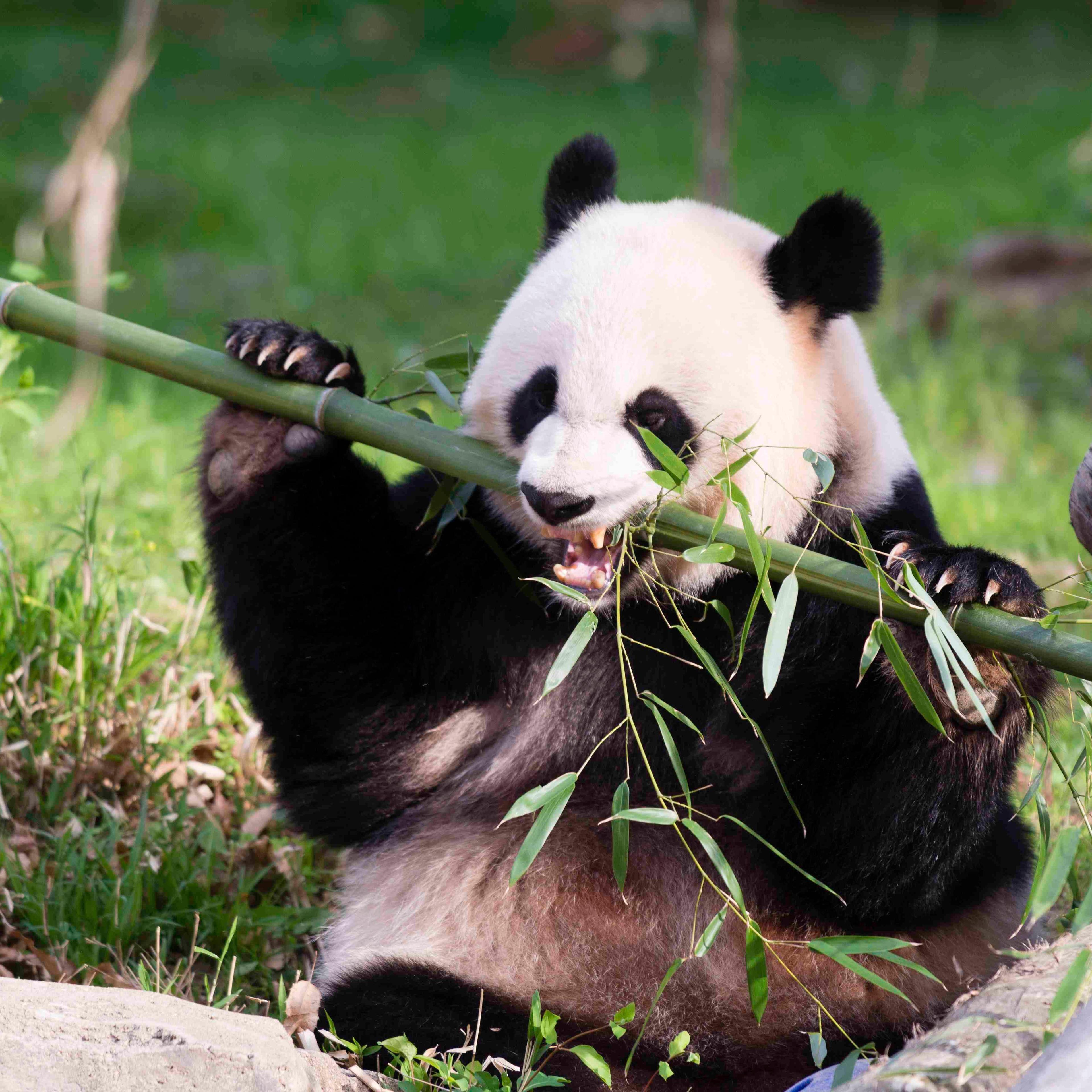 Giant Panda Mei Xiang snacks on bamboo at the Snithsonian's National Zoo in Washington