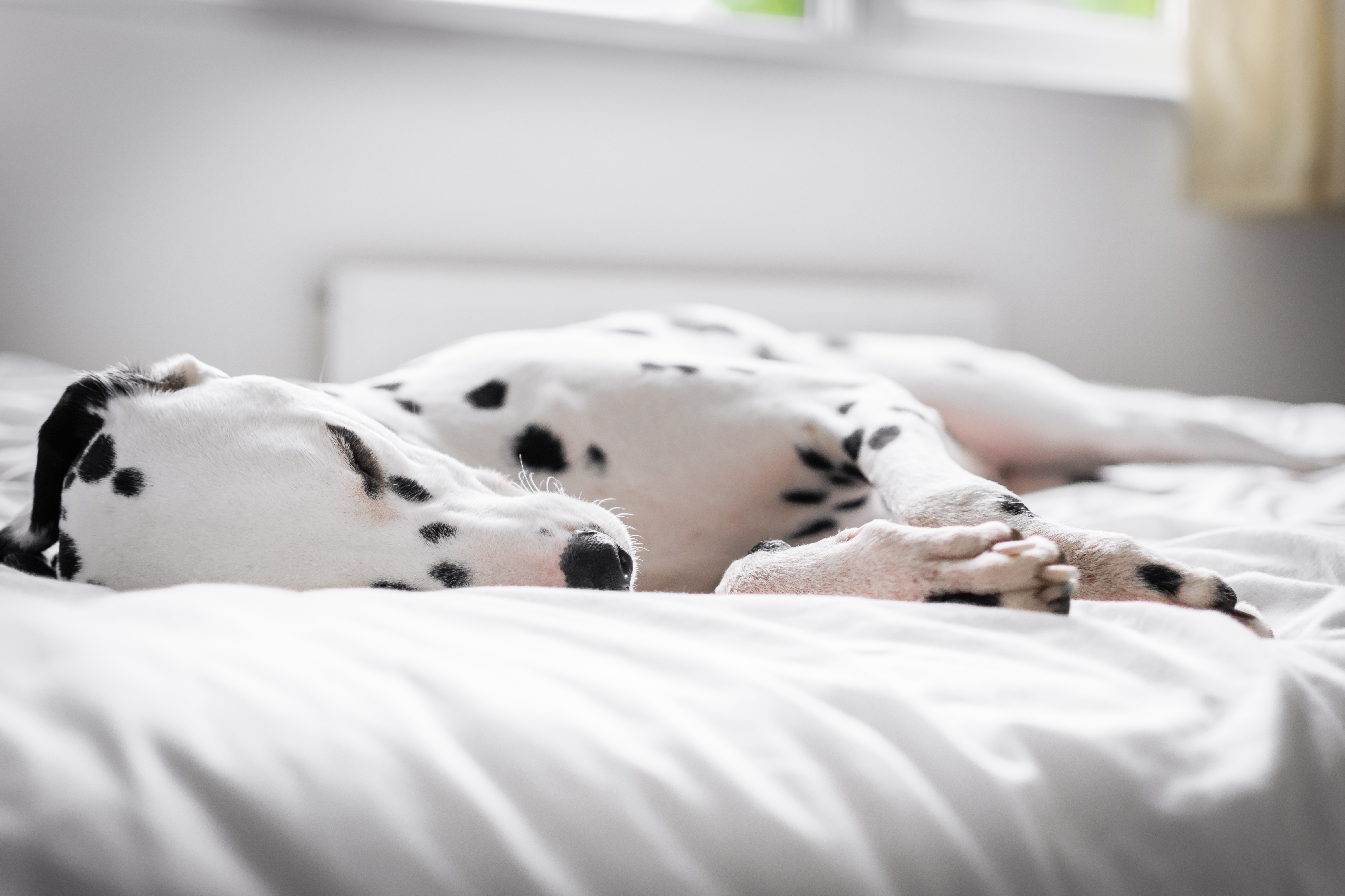 dalmation-dog-in-bed