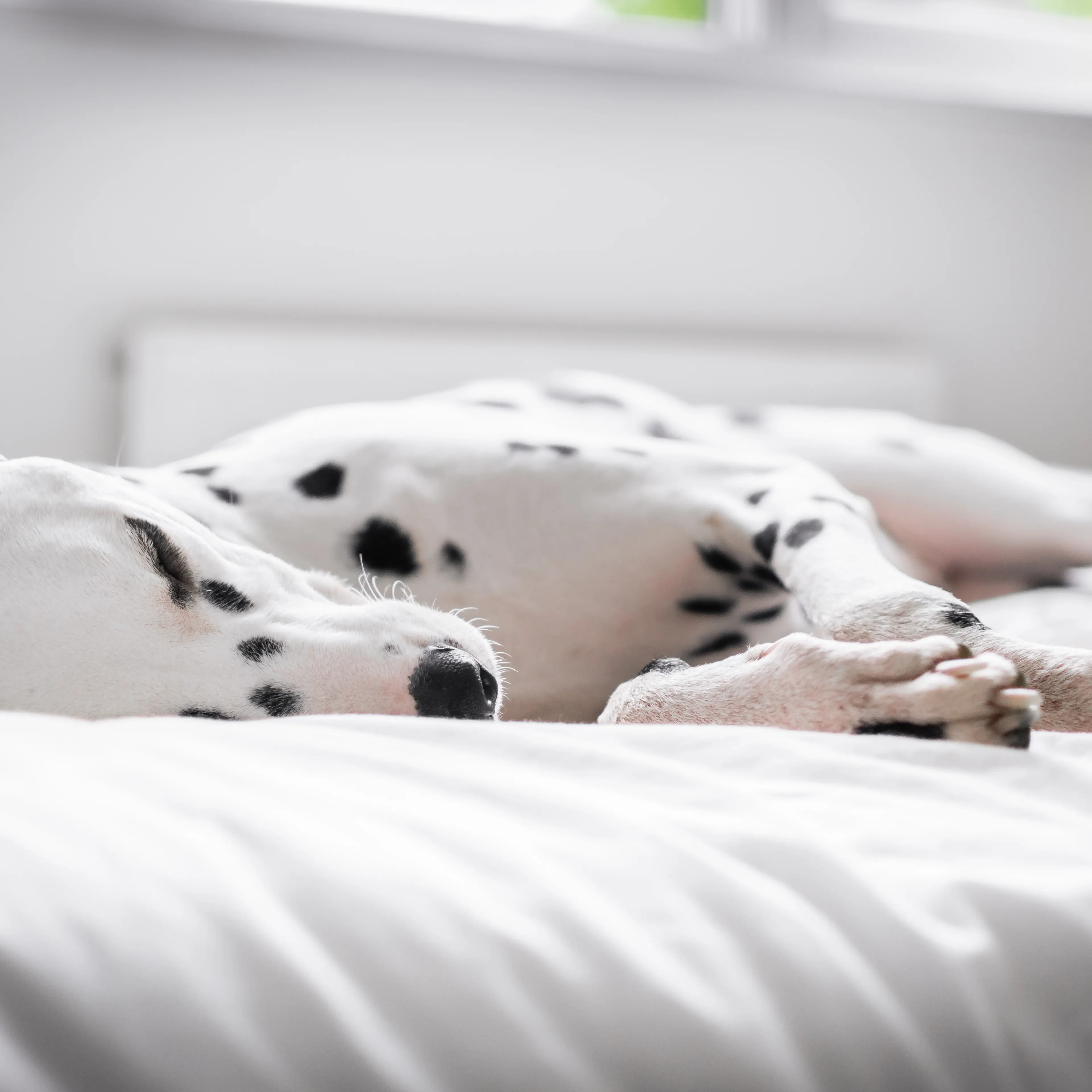 dalmation-dog-in-bed