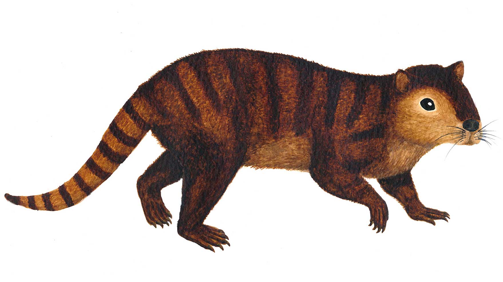 Reconstruction drawing of a Kimbetopsalis-simmonsae.