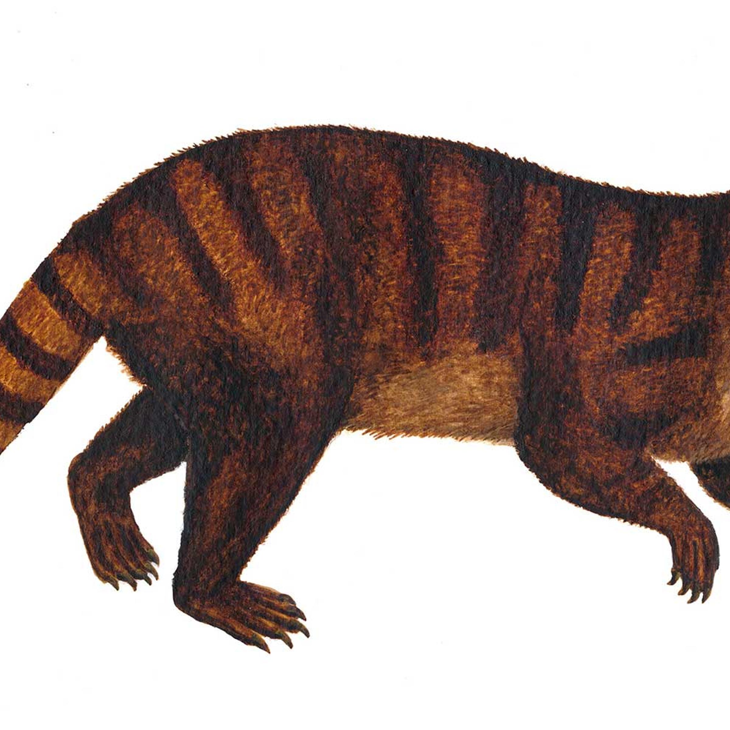 Reconstruction drawing of a Kimbetopsalis-simmonsae.