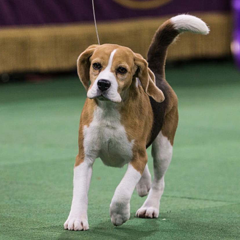 Miss P, a 15-in. Beagle, won the 'best in show' of the 139th Annual Westminster Kennel Club Dog Show at Madison Square Garden in New York on Feb. 17, 2015