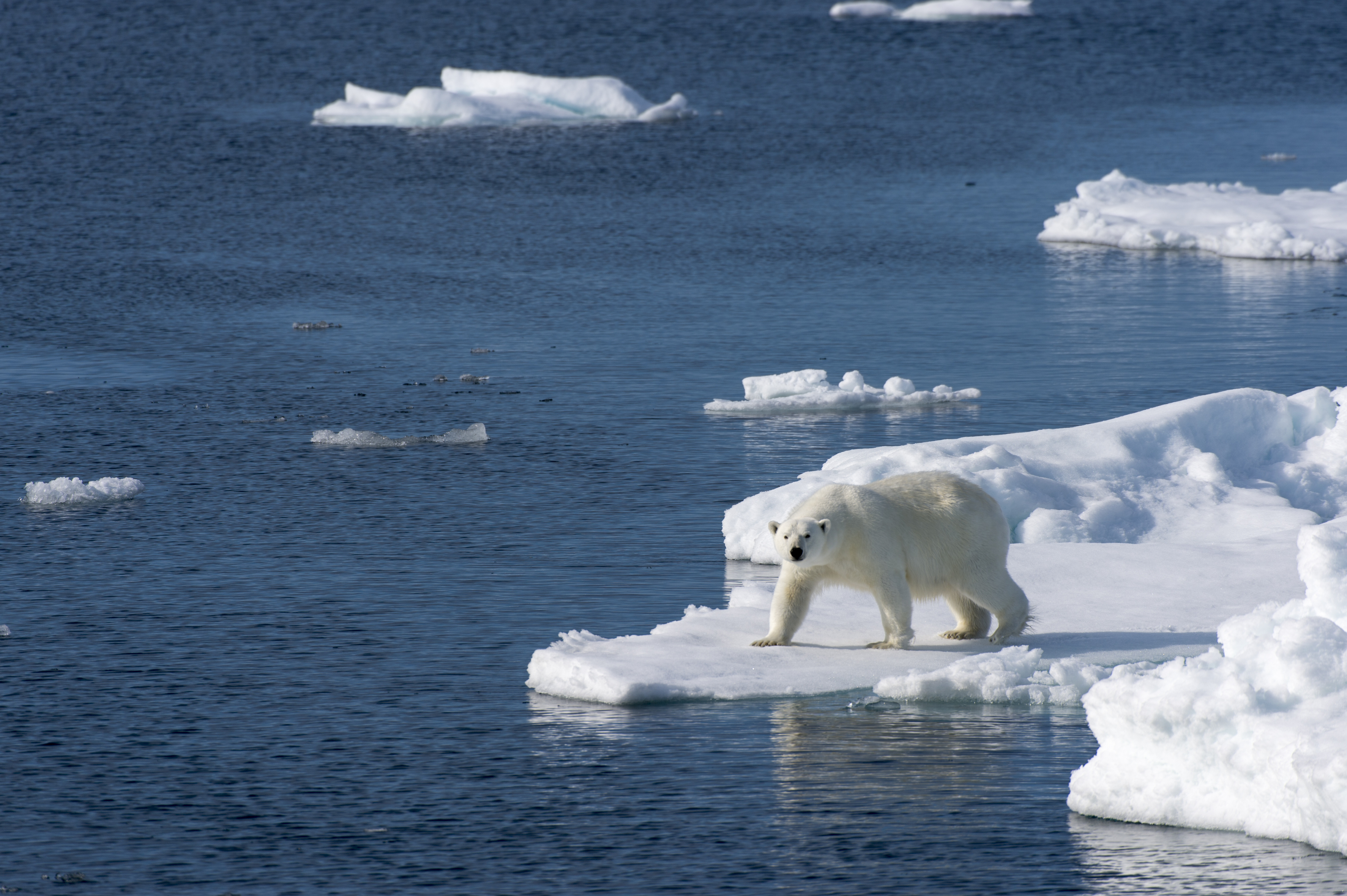 A polar bear (Ursus maritimus) is looking for food at the