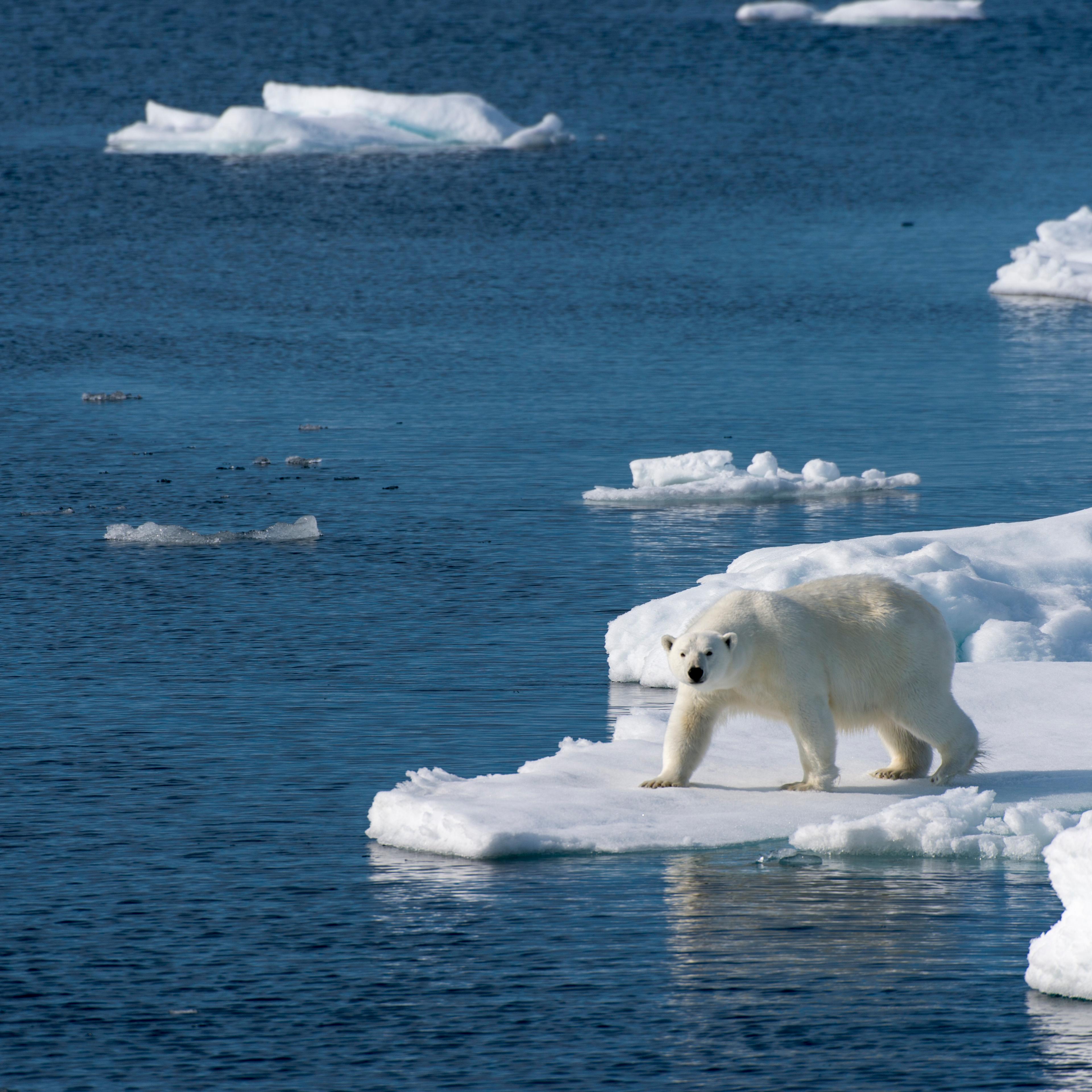 A polar bear (Ursus maritimus) is looking for food at the