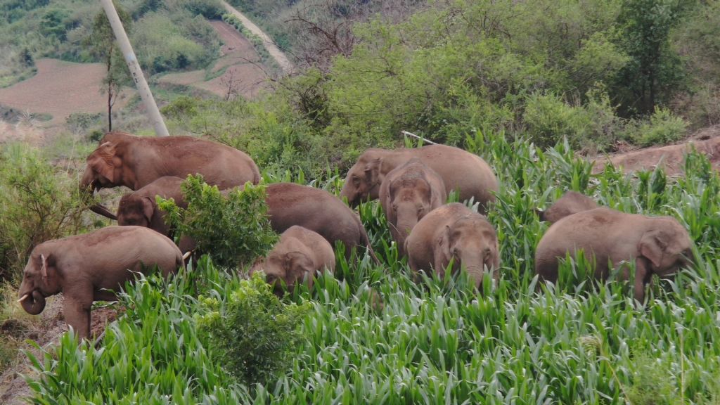 CHINA-YUNNAN-ASIAN ELEPHANT HERD (CN)
