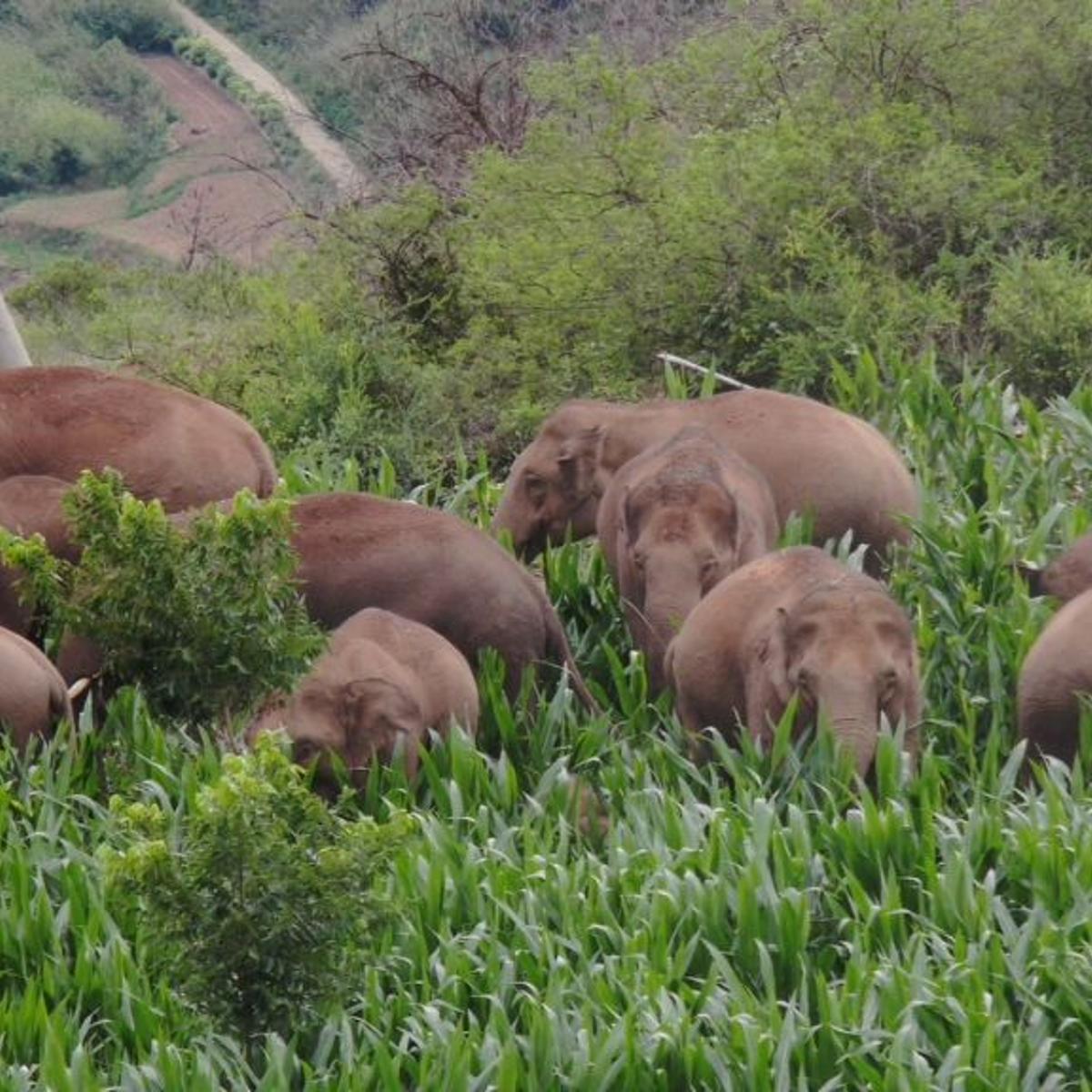 CHINA-YUNNAN-ASIAN ELEPHANT HERD (CN)