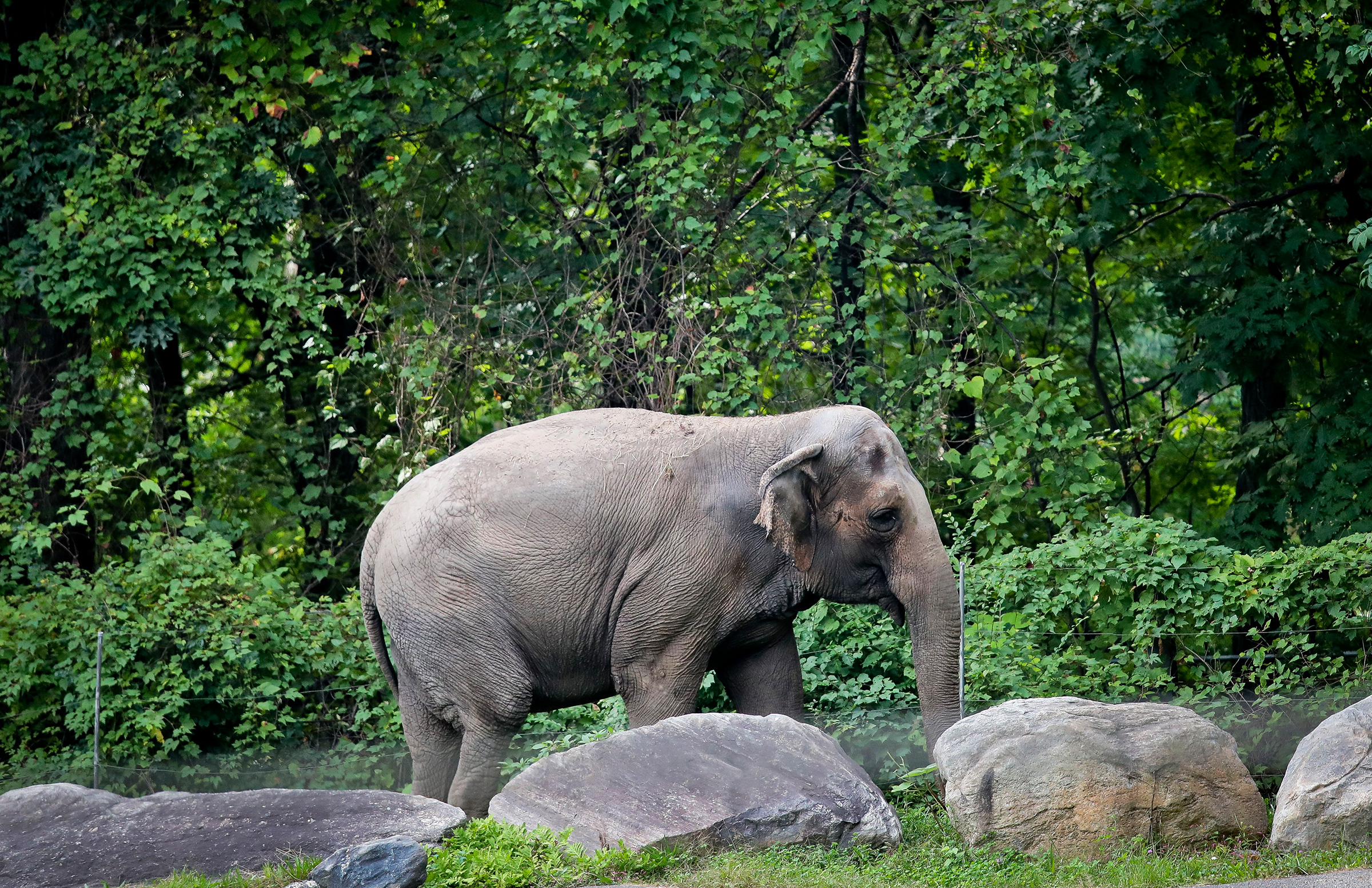 "Happy," an elephant at the Bronx Zoo, in October 2018.