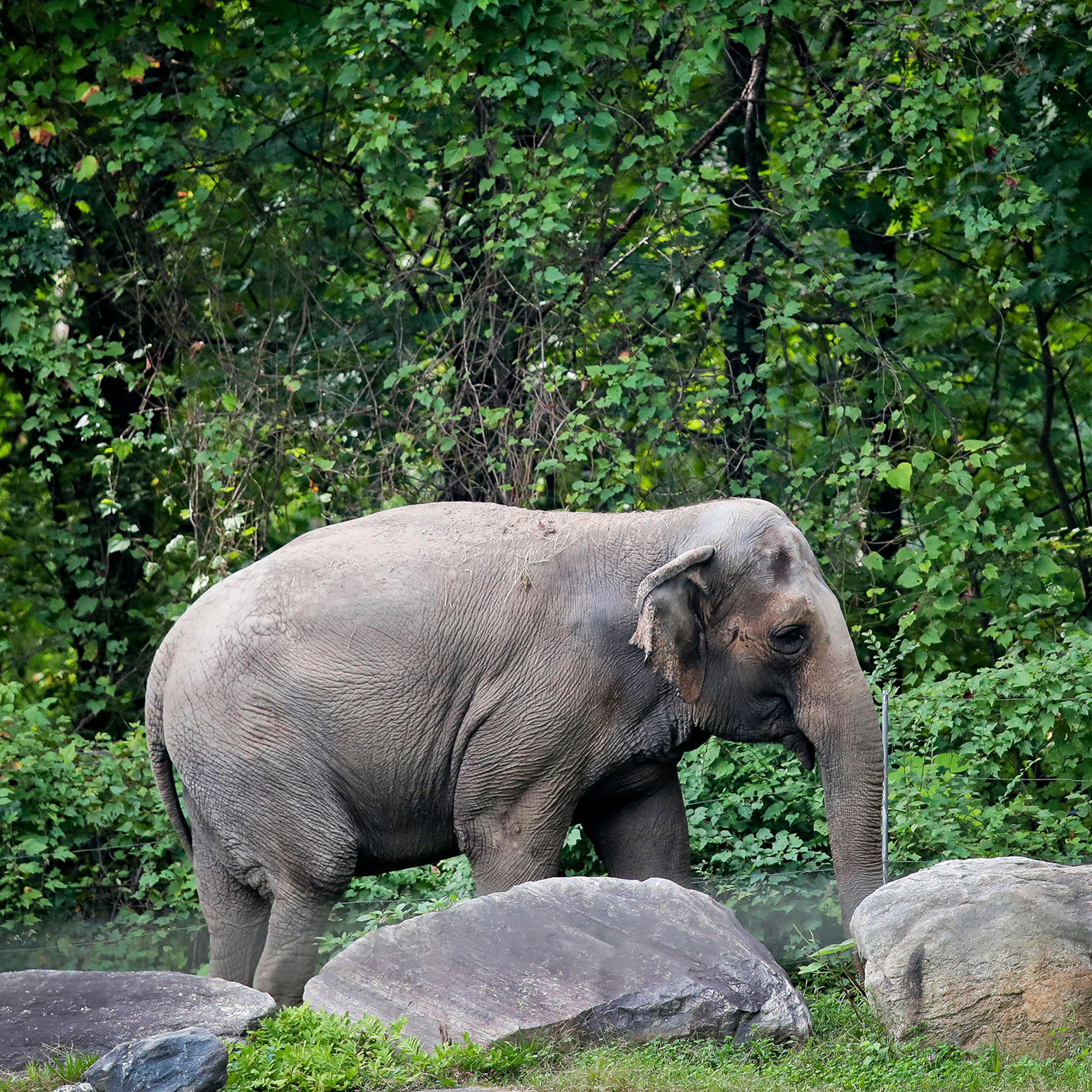 "Happy," an elephant at the Bronx Zoo, in October 2018.
