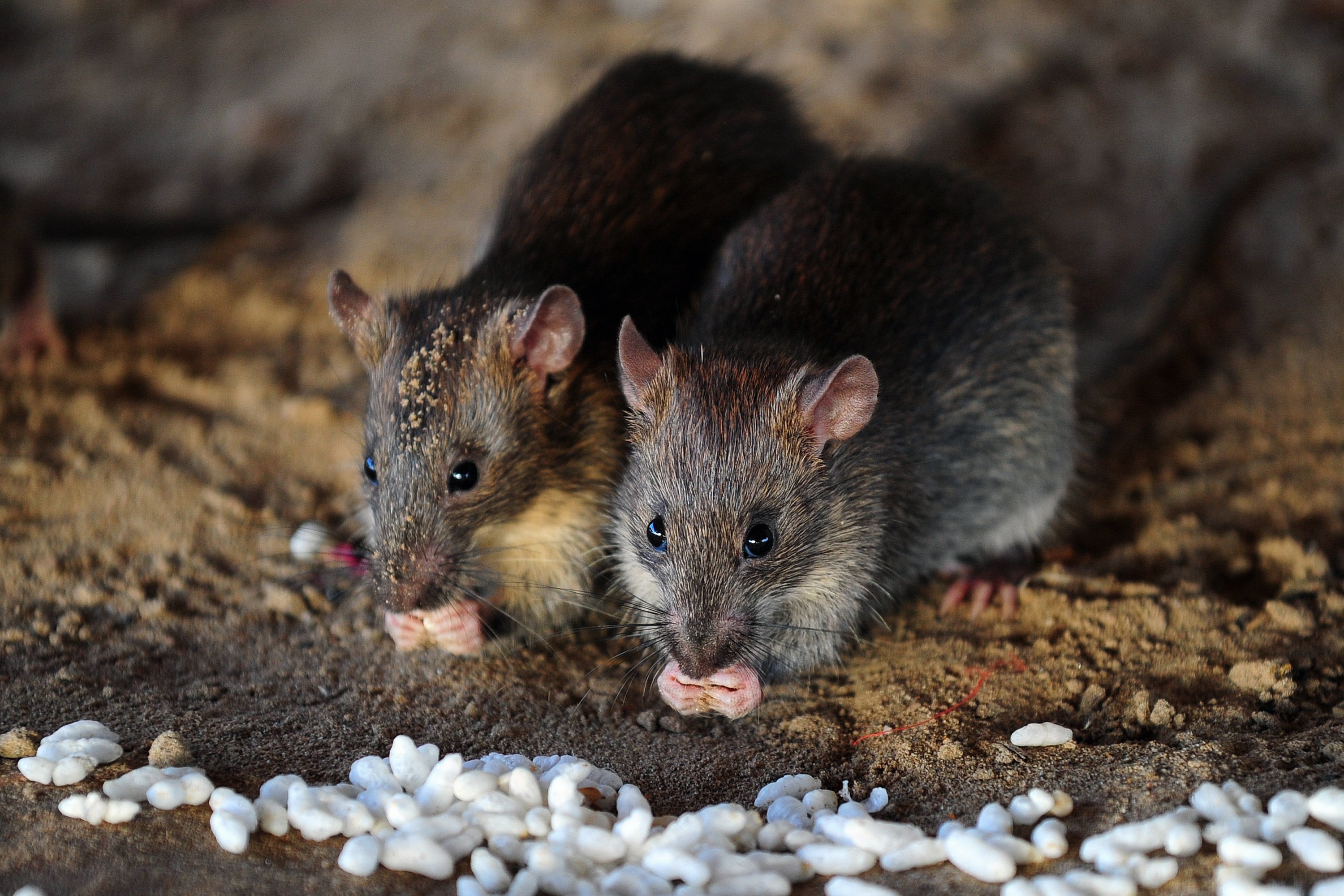 INDIA-ANIMAL-RAT