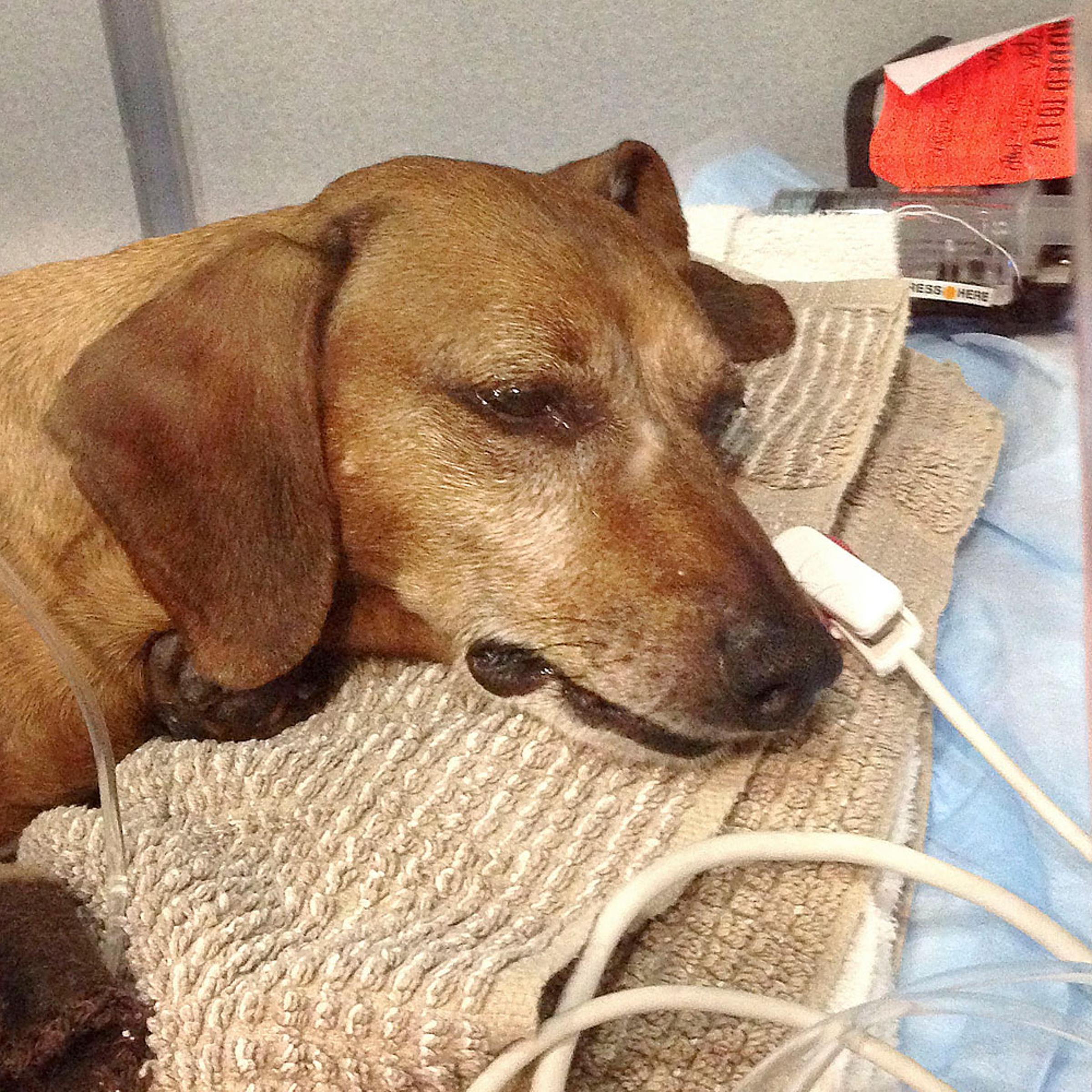 Meatball Sick Dog