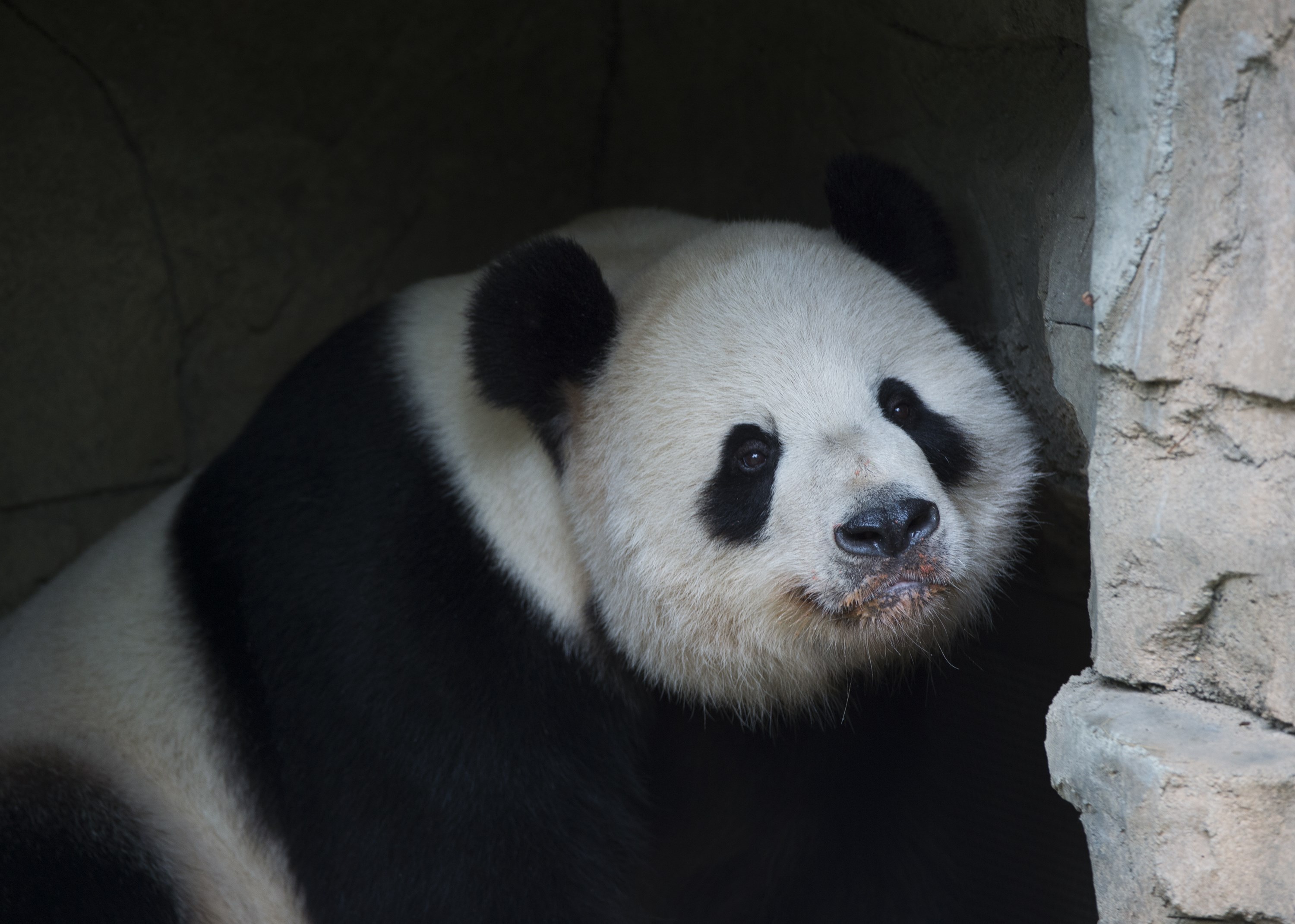 Giant Panda Tian Tian rests at the Giant Panda exhibit at the Smithsonian National Zoo in Washington, DC. on Sep. 25, 2015.