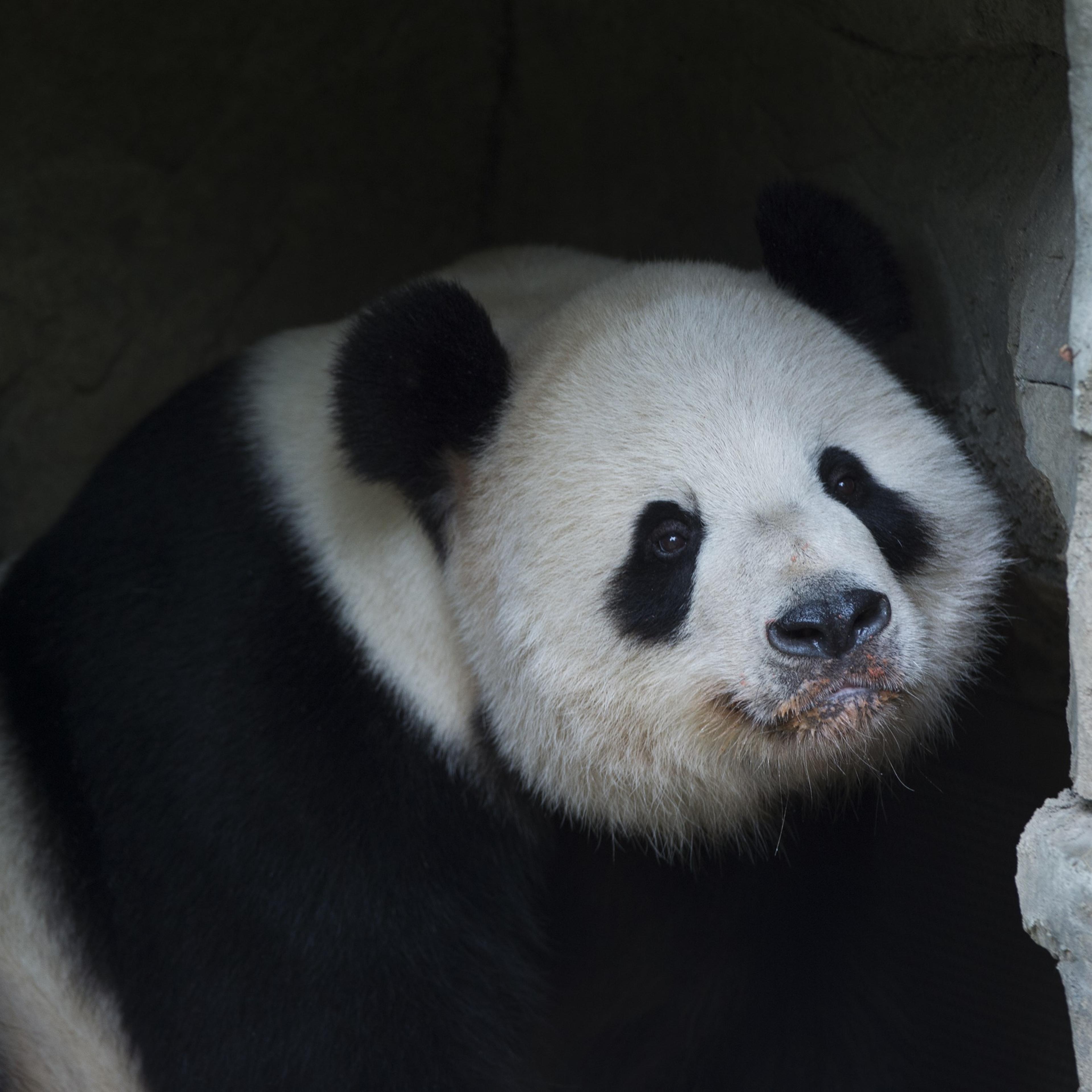 Giant Panda Tian Tian rests at the Giant Panda exhibit at the Smithsonian National Zoo in Washington, DC. on Sep. 25, 2015.