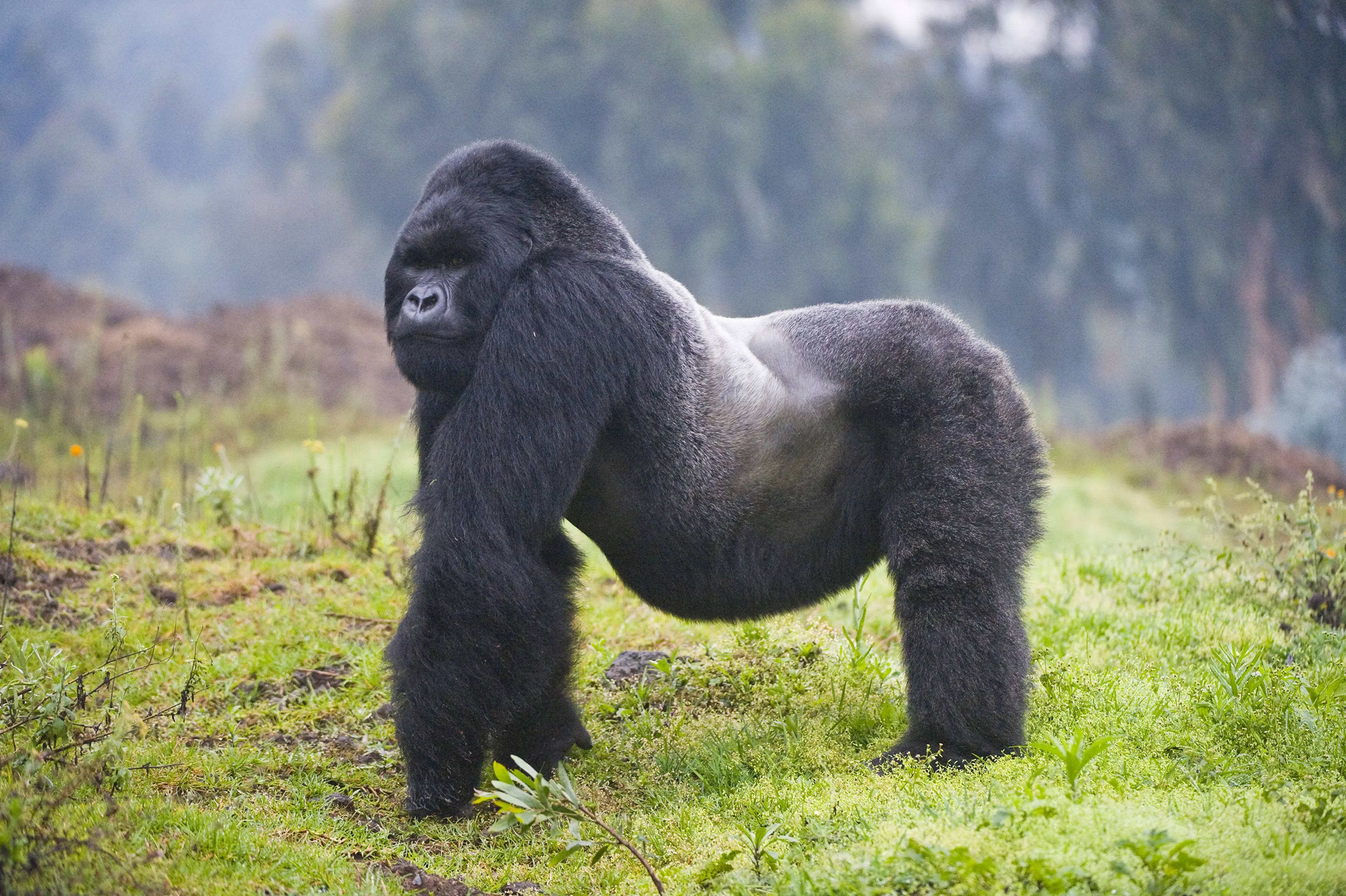 Mountain Gorilla, Rwanda. About 880 mountain gorillas, who have thicker and more fur than other great apes, live in forests high in the mountains in the Congo Basin. They are threatened by civil conflict, poaching, and an encroaching human population.