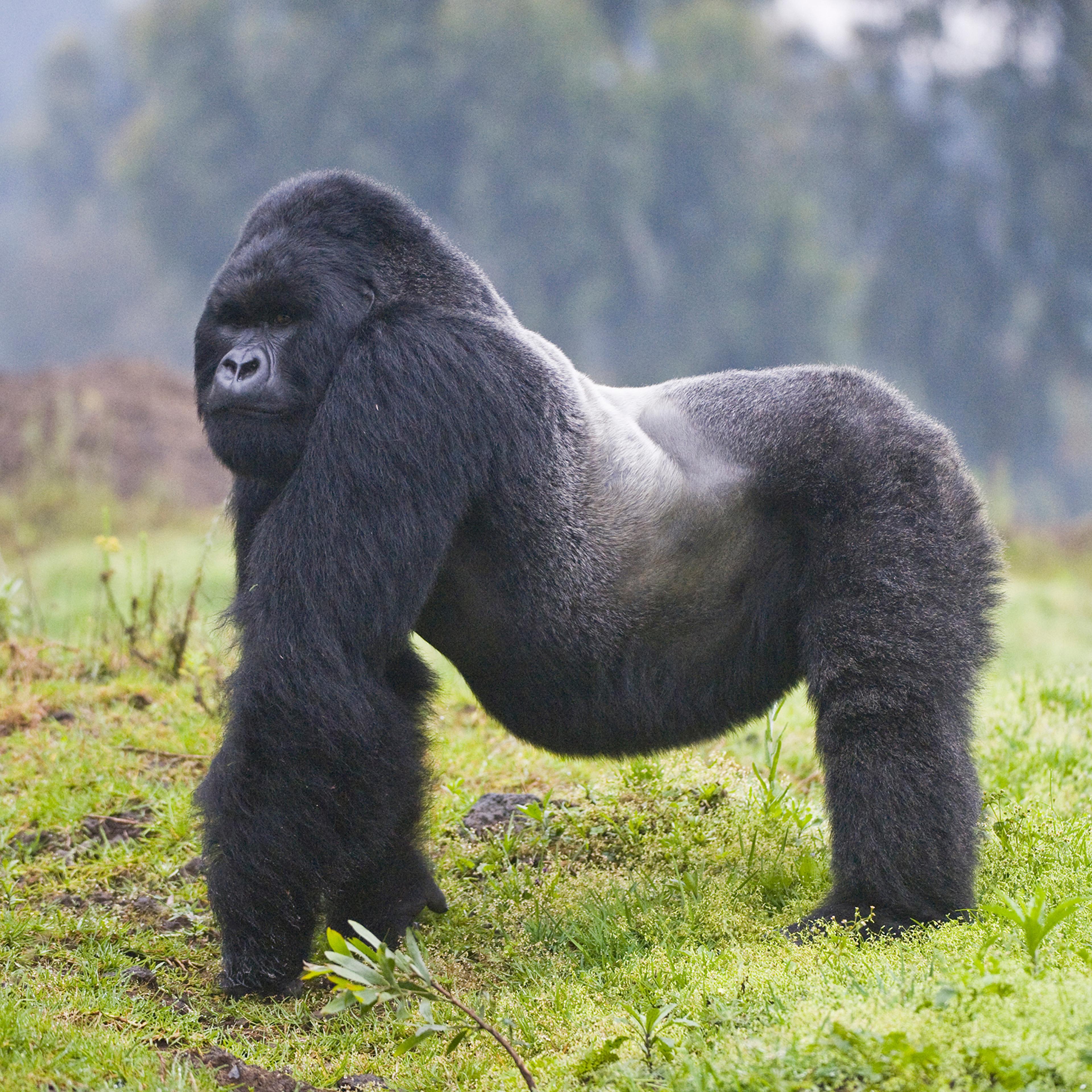 Mountain Gorilla, Rwanda. About 880 mountain gorillas, who have thicker and more fur than other great apes, live in forests high in the mountains in the Congo Basin. They are threatened by civil conflict, poaching, and an encroaching human population.