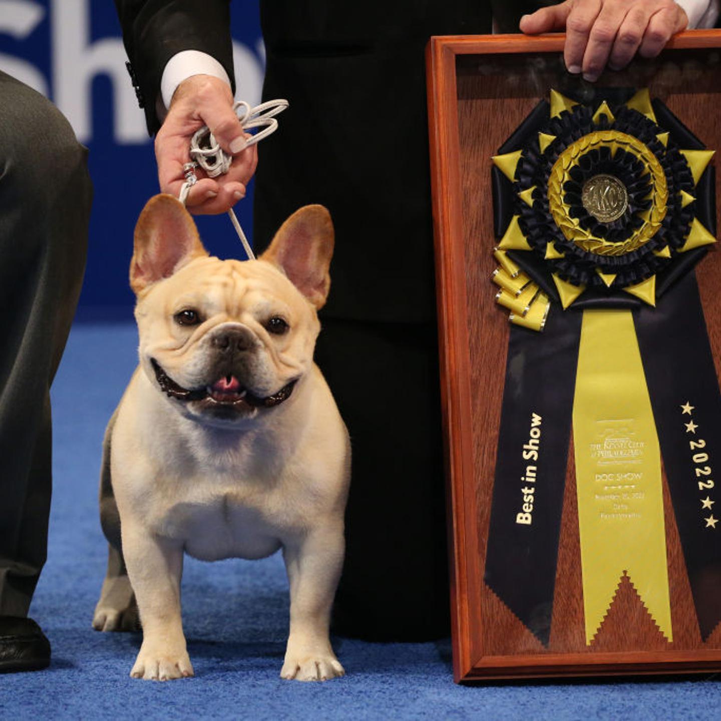 The National Dog Show Presented by Purina - Season 21