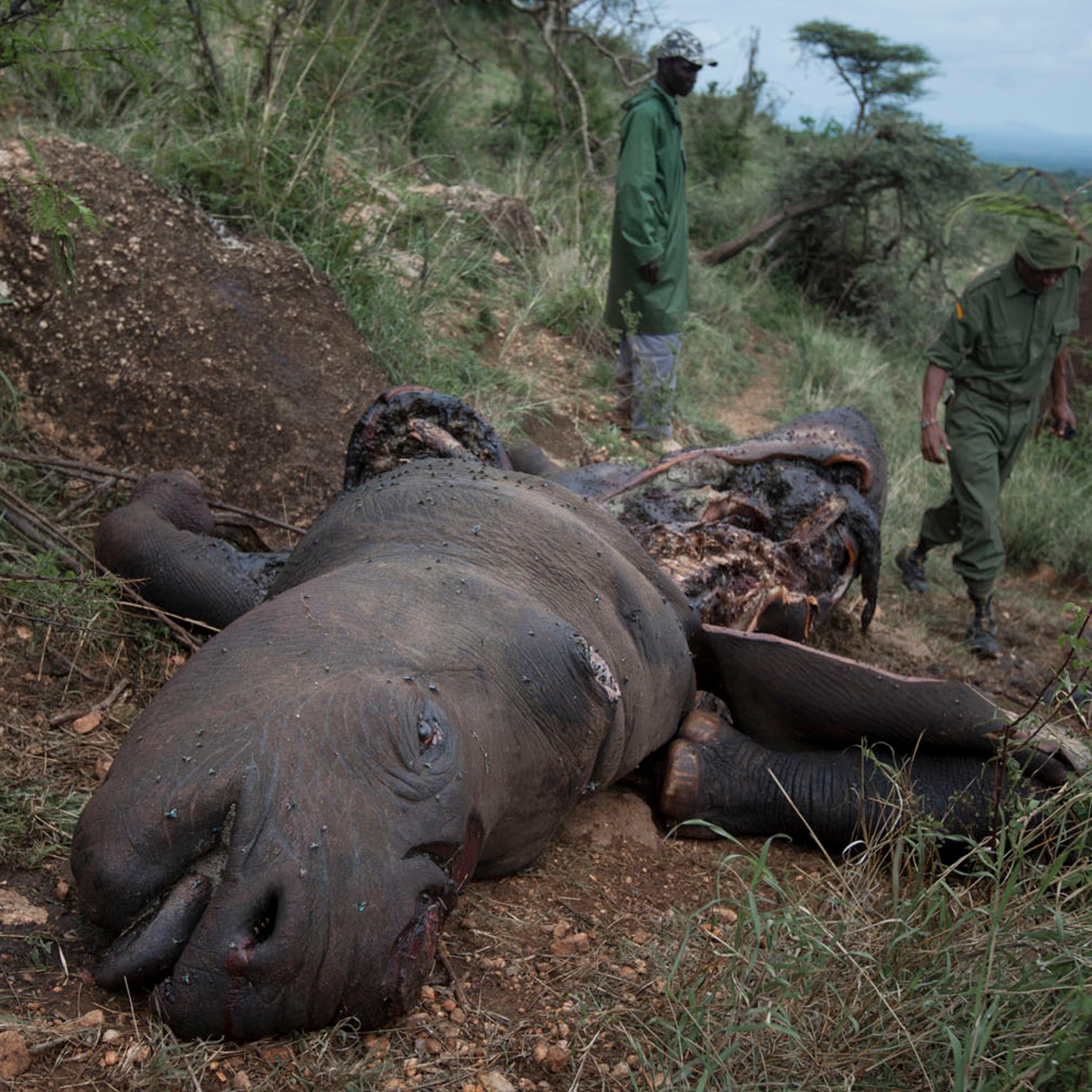 Poaching and wildlife conservation in Kenya