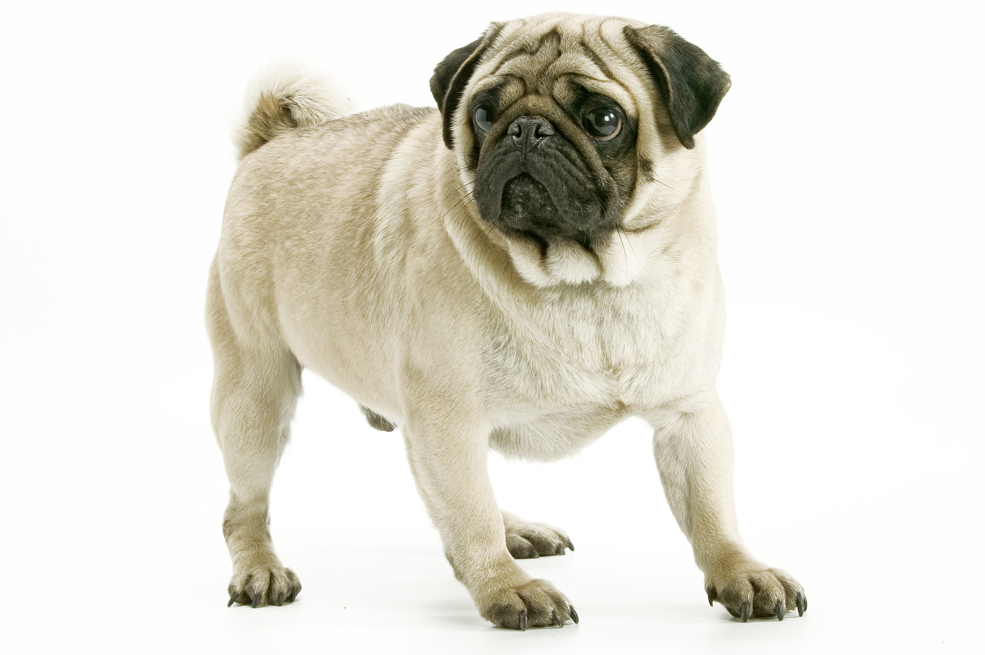 Relax, I've got this: Dogs are more efficient learners than you think
