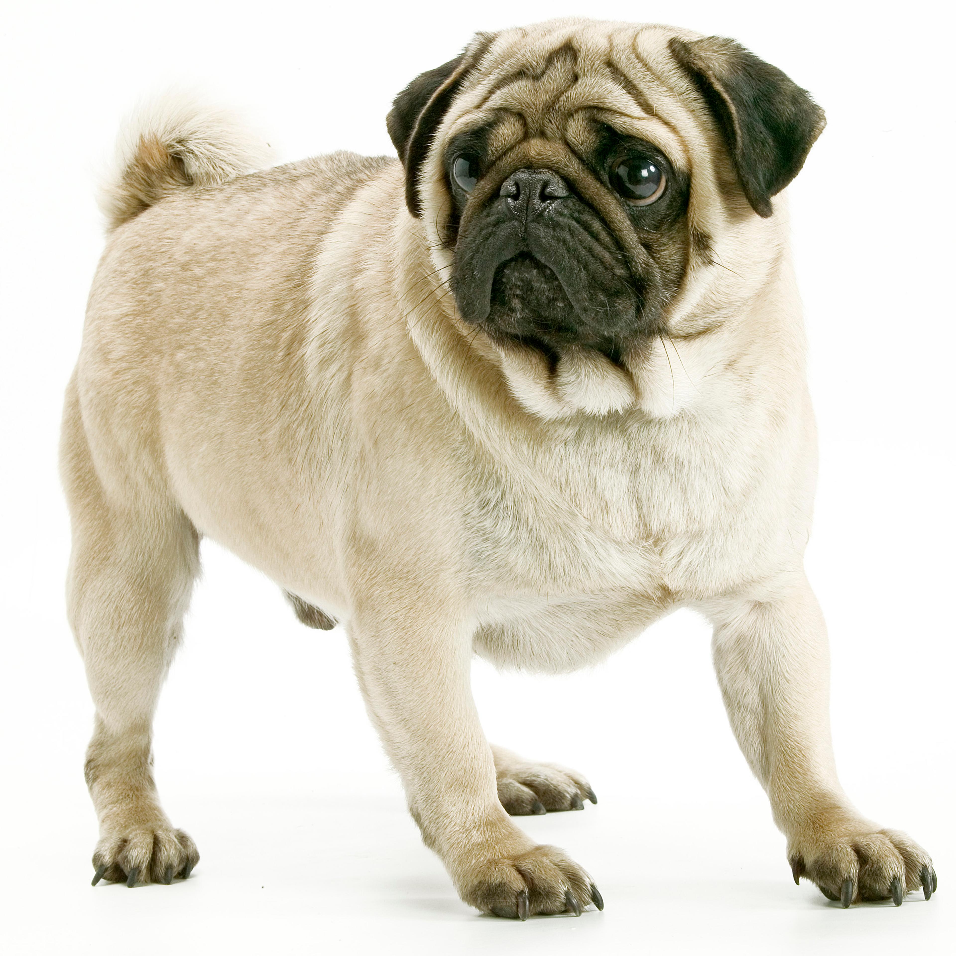 Relax, I've got this: Dogs are more efficient learners than you think