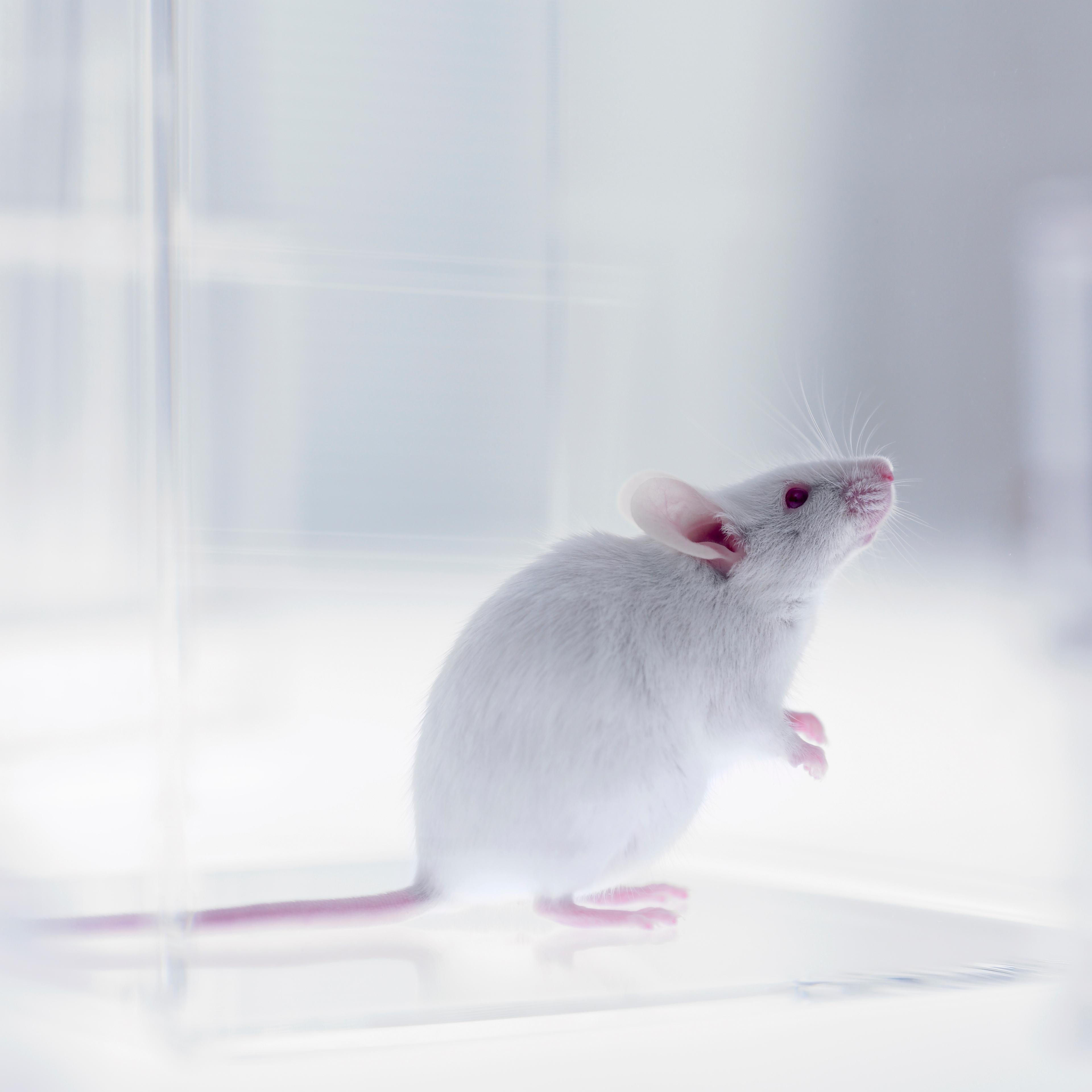 Mouse looking up in laboratory