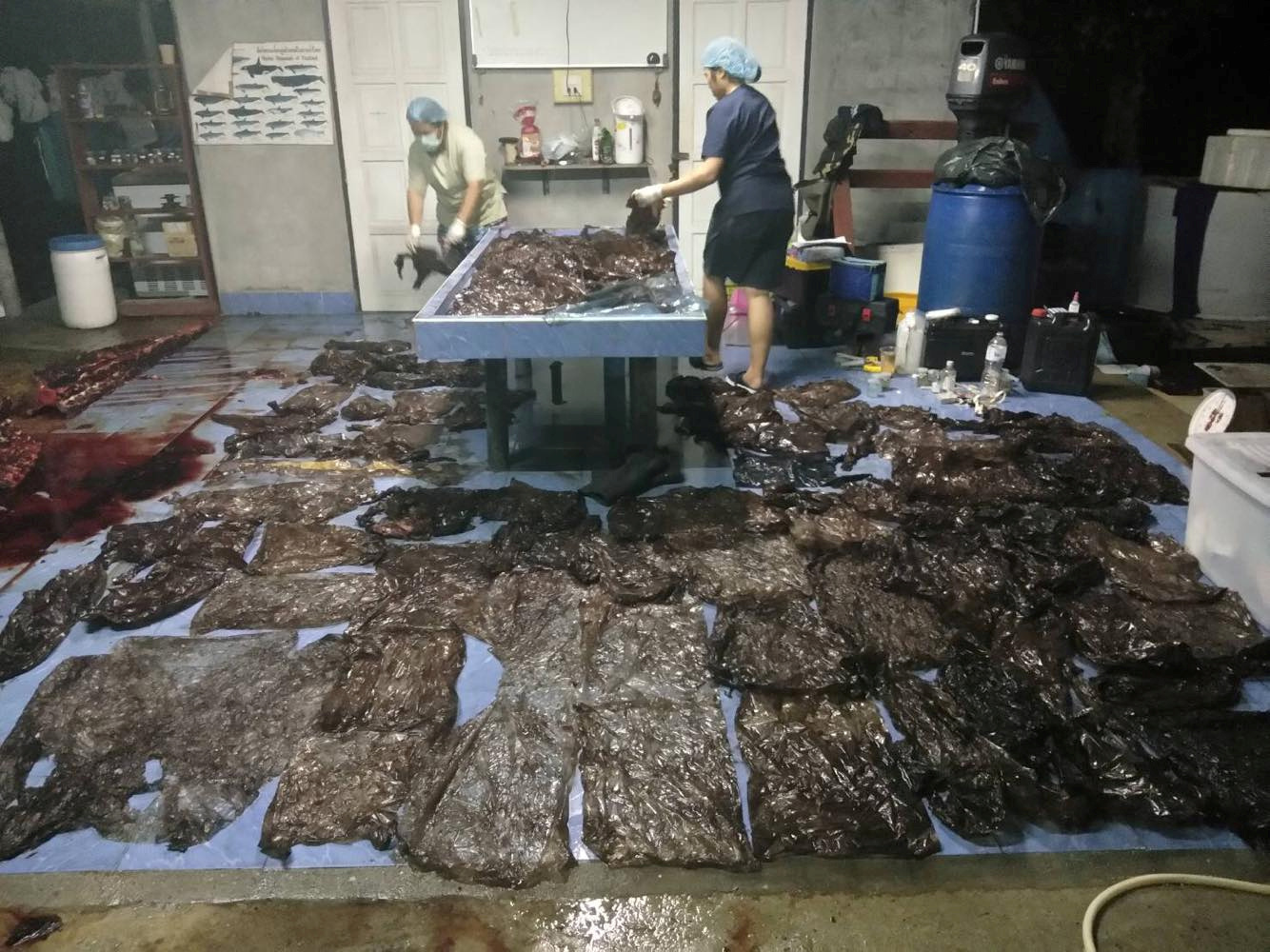 Still image from a video footage shows up to 80 plastic bags extracted from within a whale