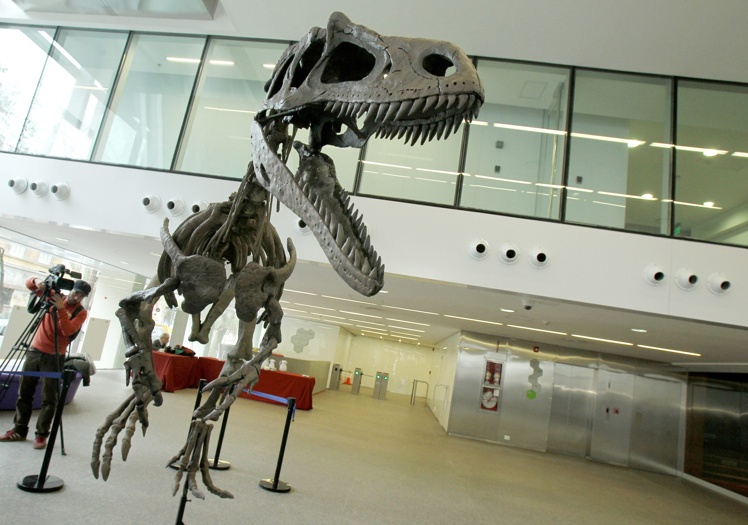 A general view of Gualicho shinyae, an unusual carnivorous dinosaur that lived at the Argentinian Patagonia during the Superior Cretacious period, presented during an event in Buenos Aires on July 13, 2016.