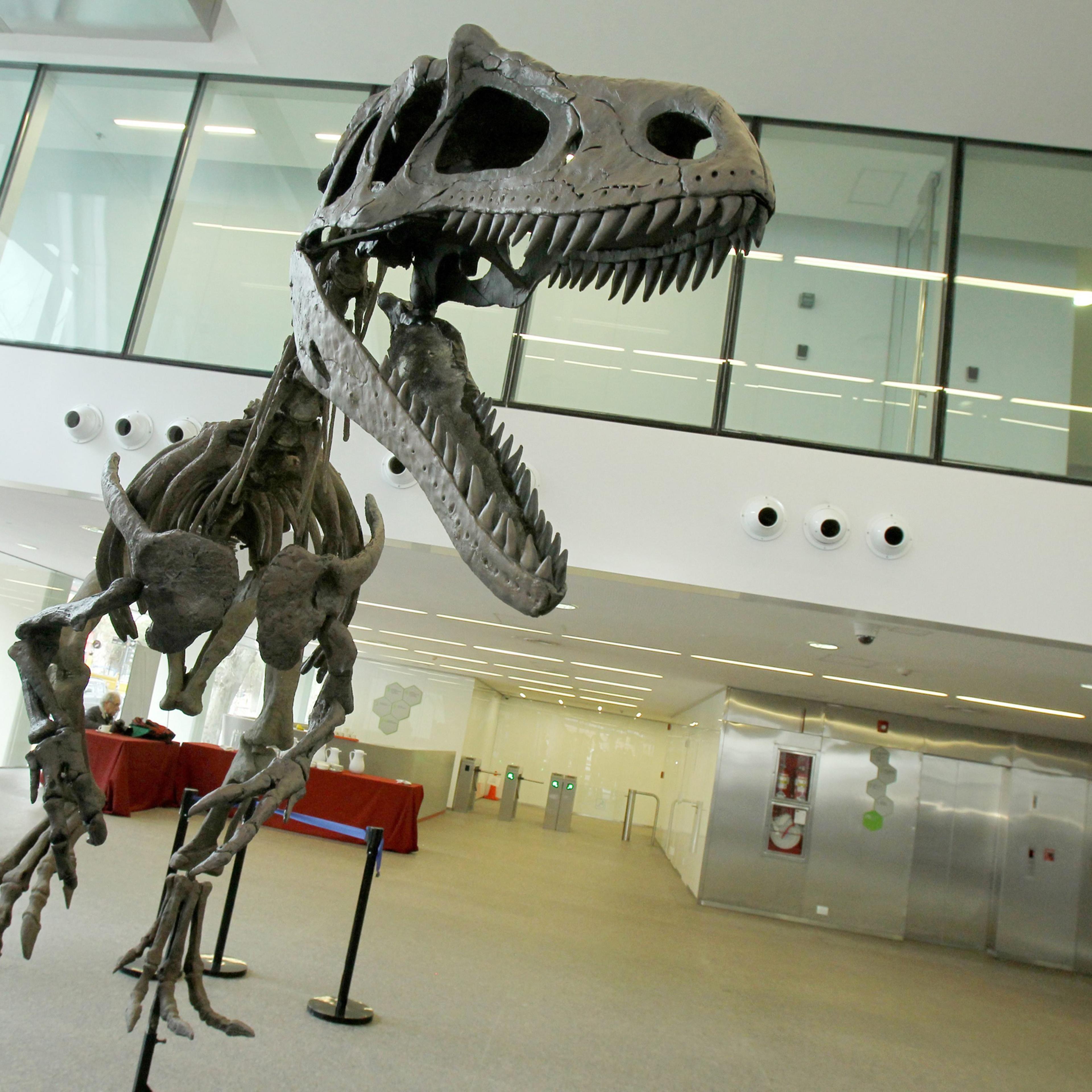 A general view of Gualicho shinyae, an unusual carnivorous dinosaur that lived at the Argentinian Patagonia during the Superior Cretacious period, presented during an event in Buenos Aires on July 13, 2016.