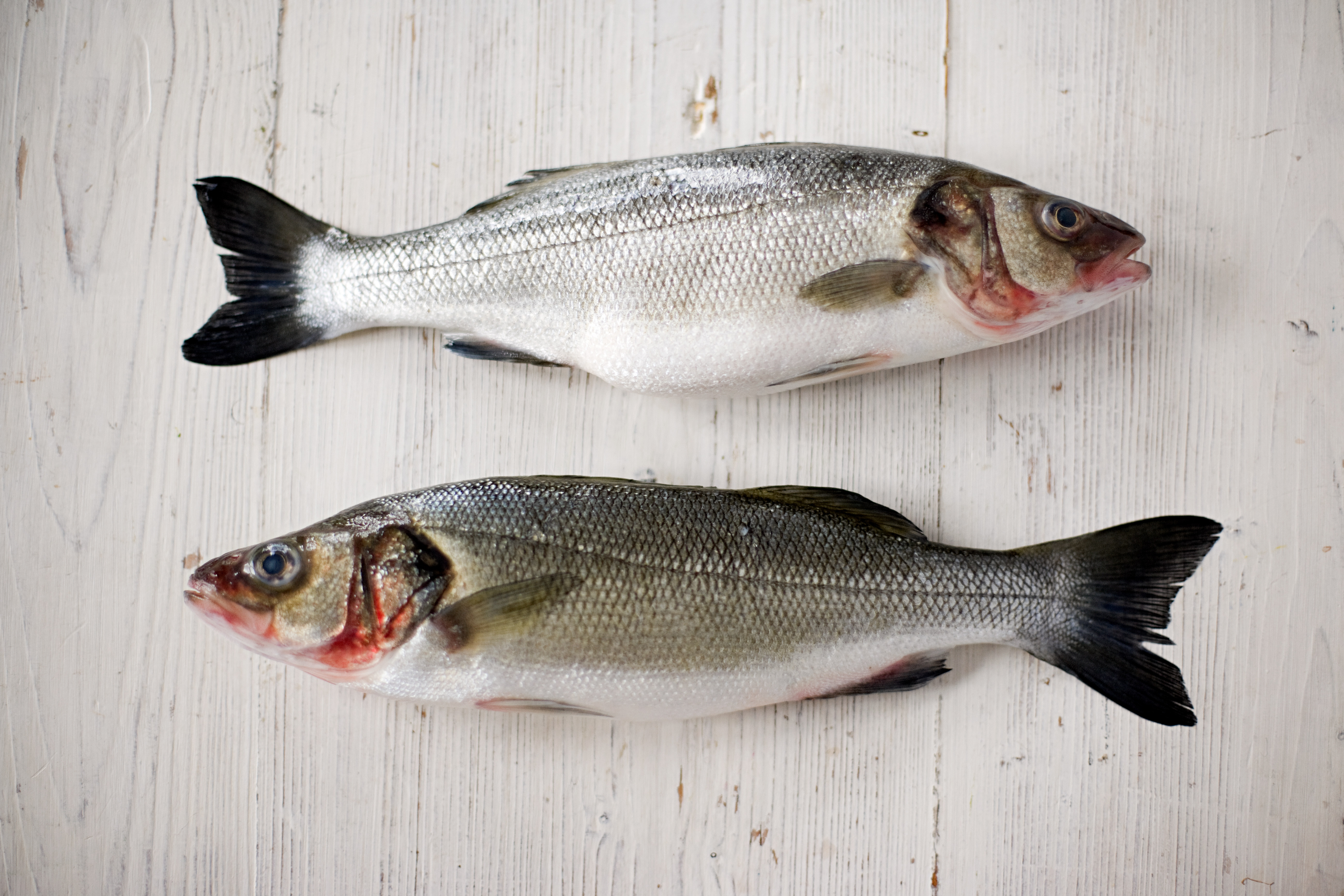 Two fresh salmons