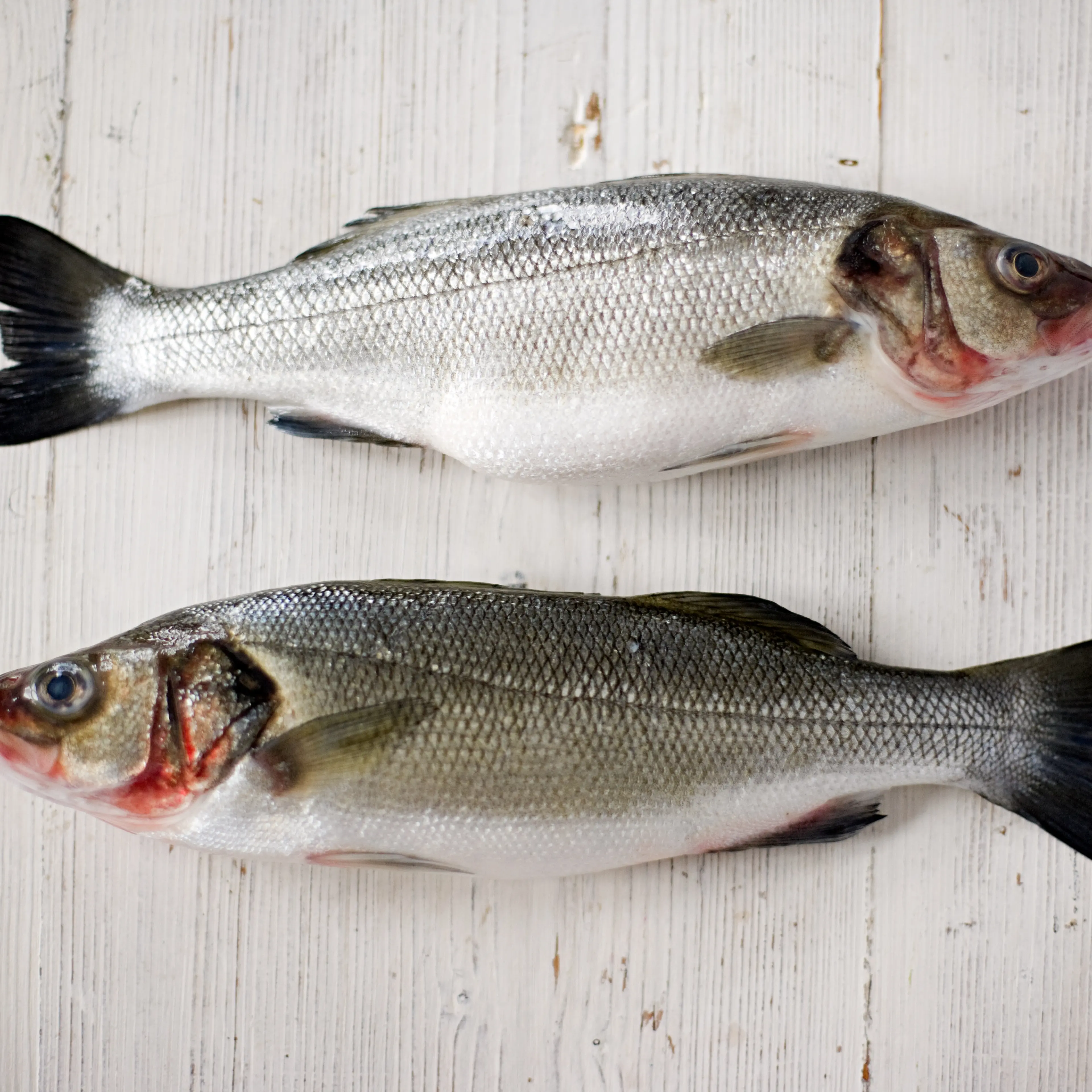 Two fresh salmons