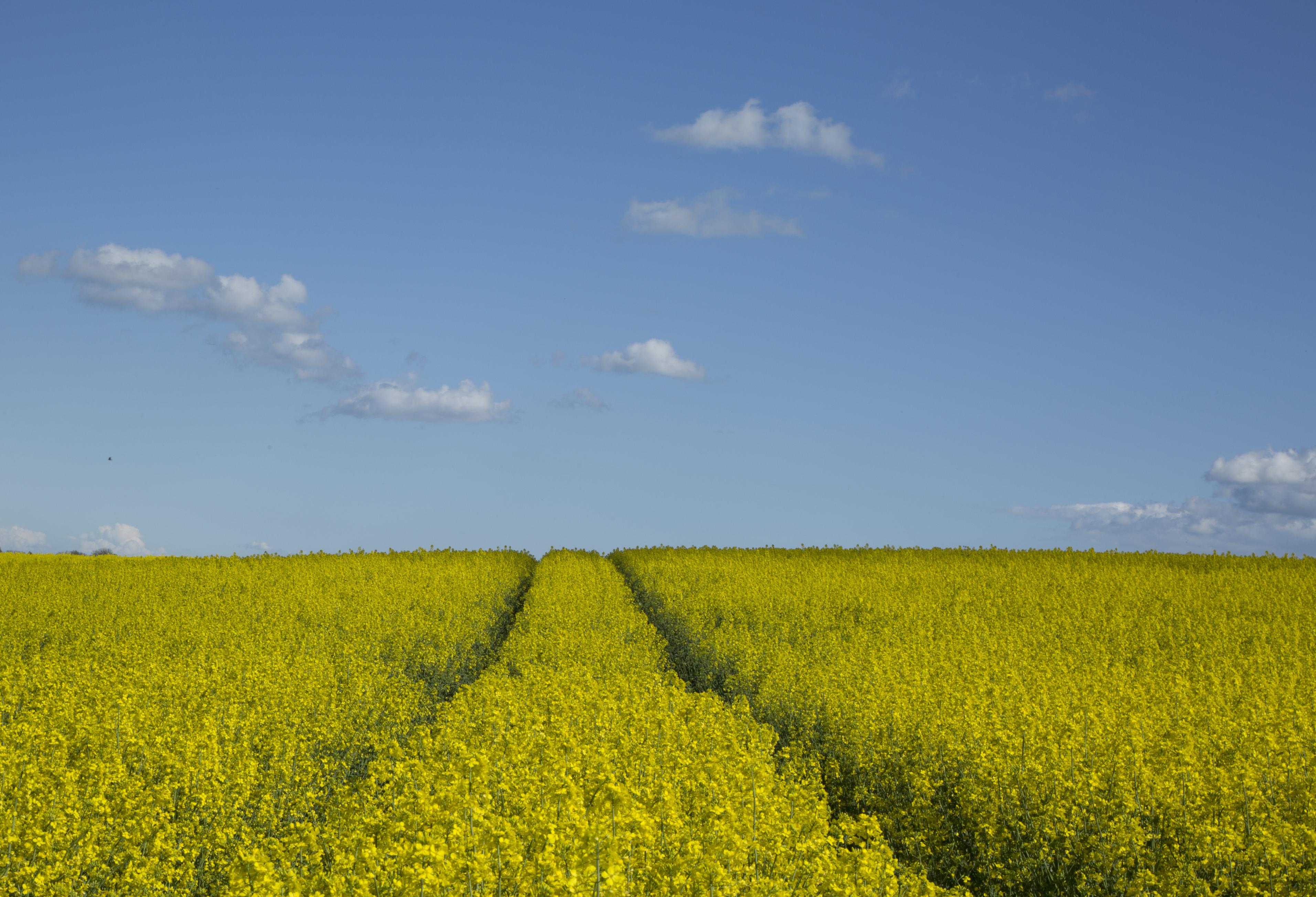 organic farming
