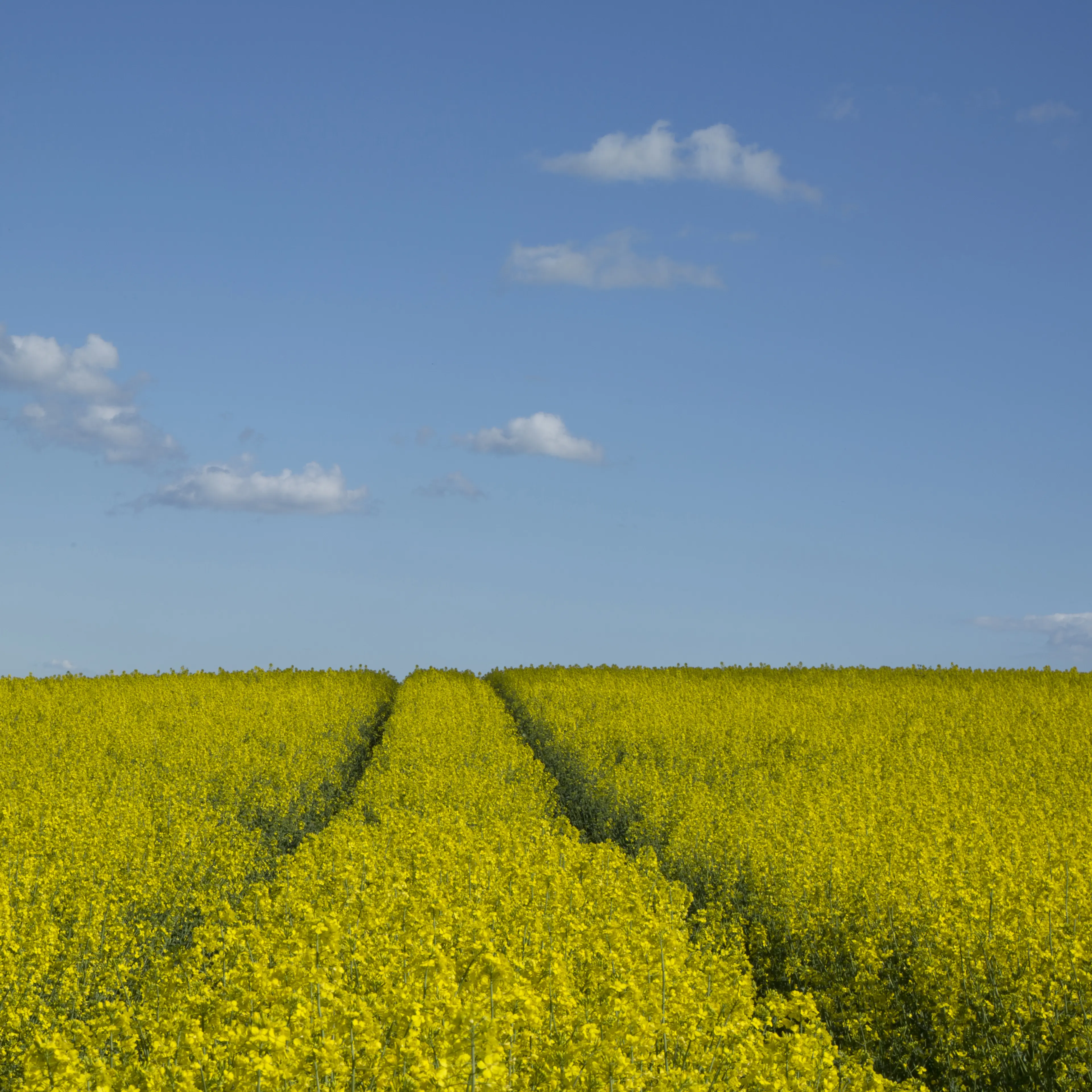 organic farming
