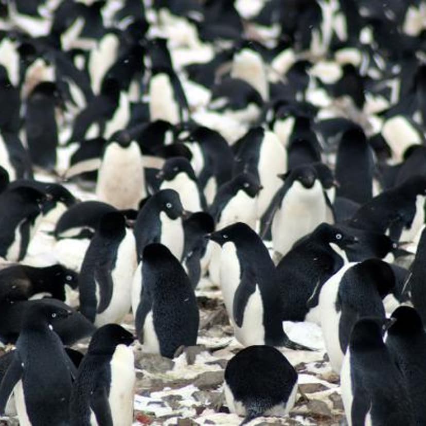 The researchers found that the Danger Islands have 751,527 pairs of Adélie penguins—more than the rest of the entire Antarctic Peninsula region combined. They include the third and fourth largest Adélie penguin colonies in the world.