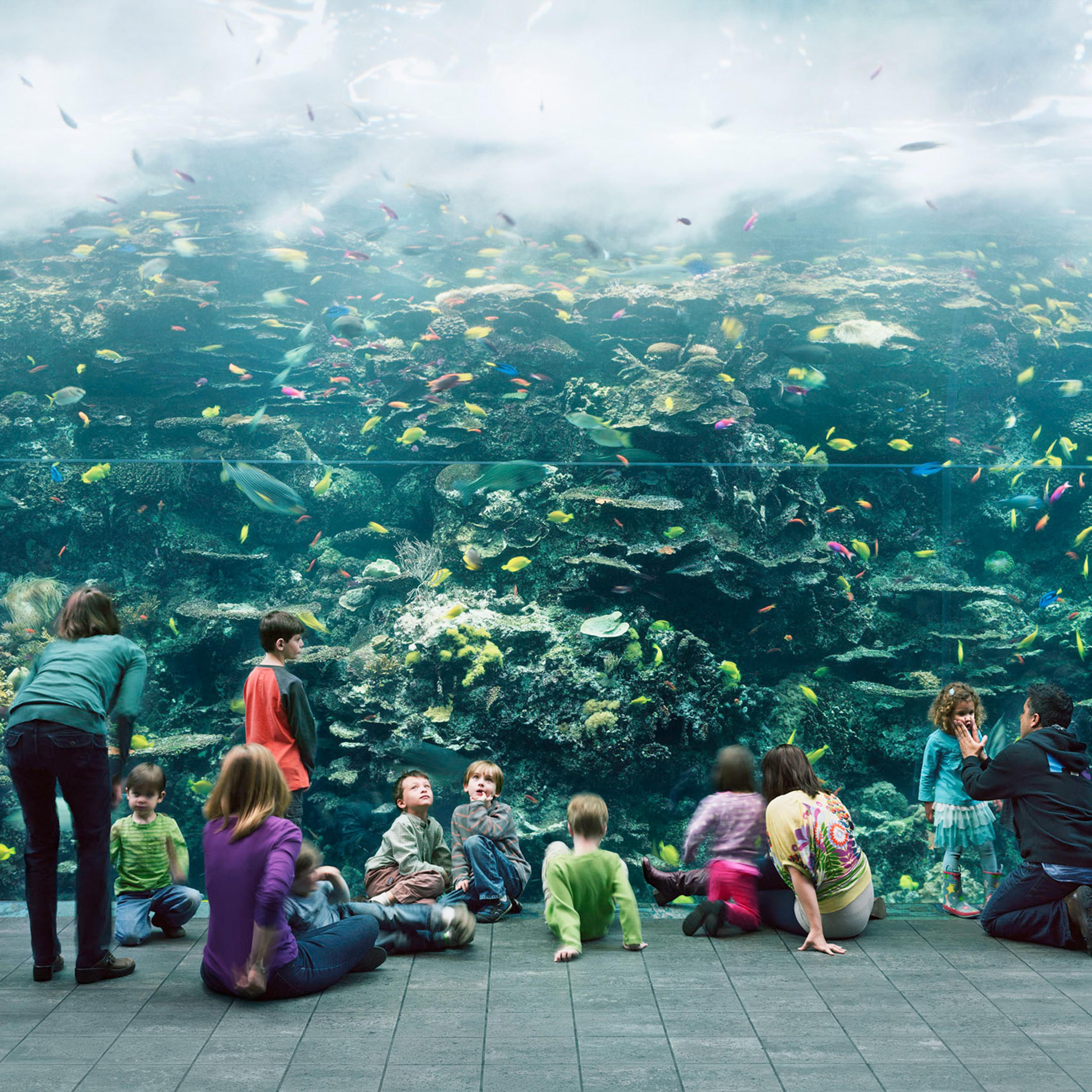 Thomas Struth (German, born 1954), Aquarium, Atlanta, Georgia, 2013, chromogenic print, 81.7 x 140.5 inches. High Museum of Art, Atlanta, purchase with funds from the Donald and Marilyn Keough Family, the Hagedorn Family, Lucinda W. Bunnen for the Bunnen Collection, and through prior acquisitions, 2014.23.