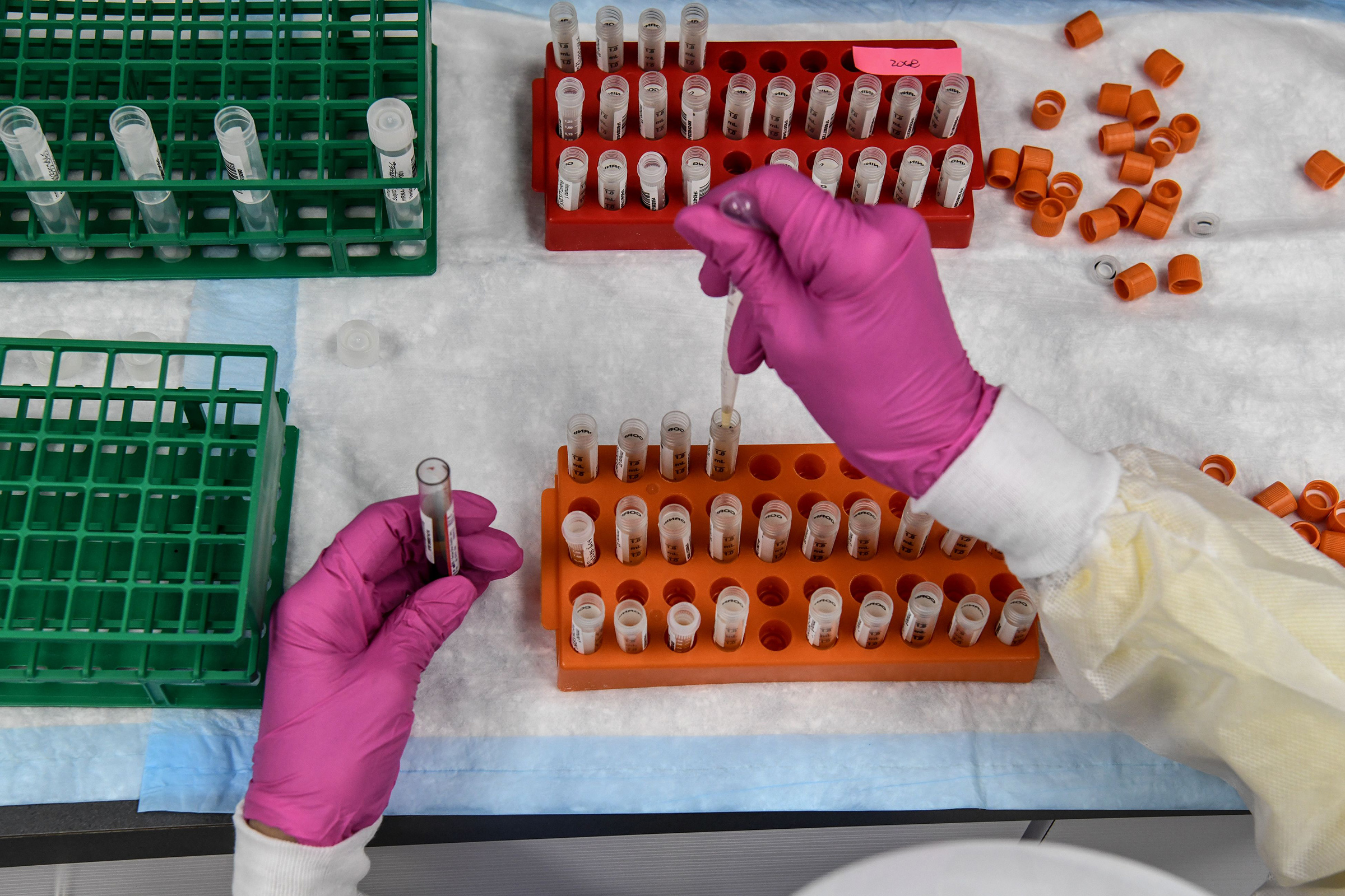 A lab technician sorts blood samples for COVID-19 vaccination study at the Research Centers of America in Hollywood, FL on Aug. 13