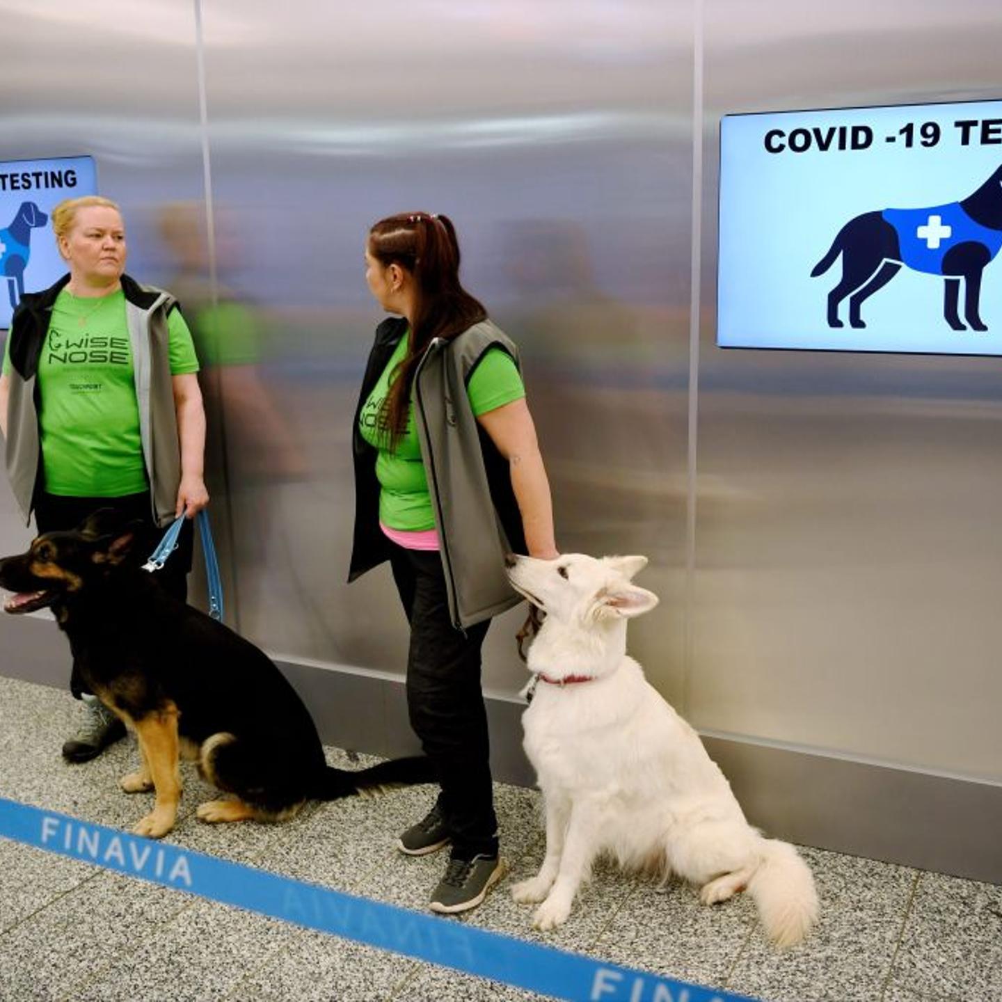 COVID-19-Dogs