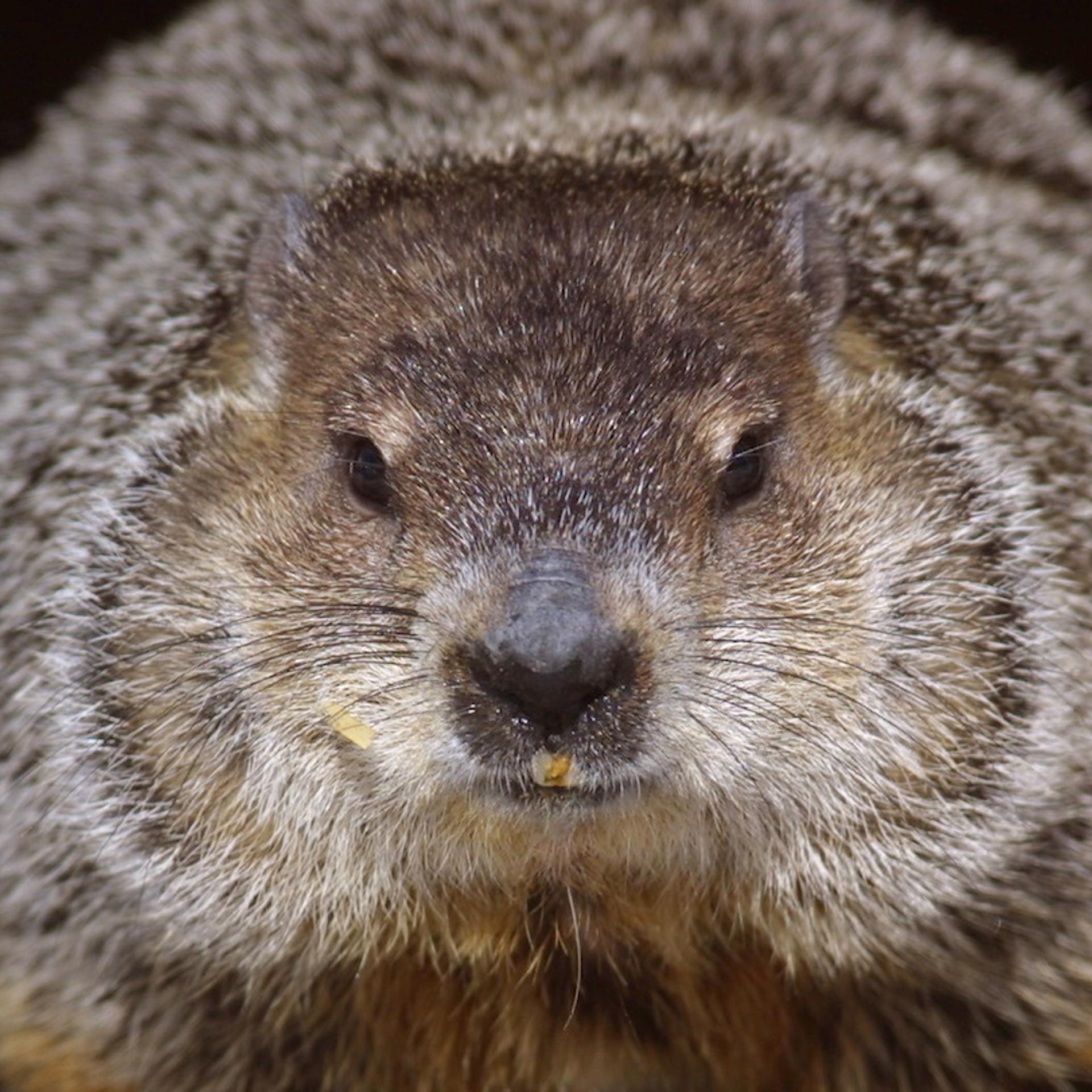 Groundhog Day In Illinois