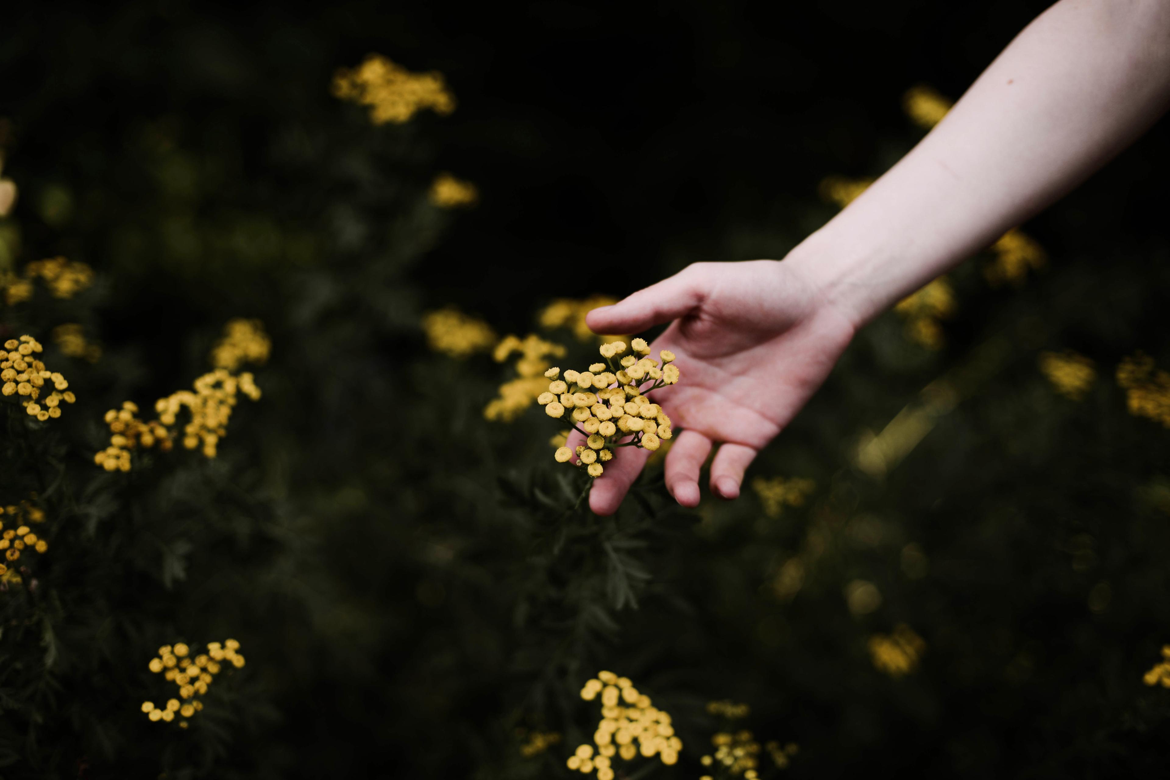 Woman holding wild yellow flowers.