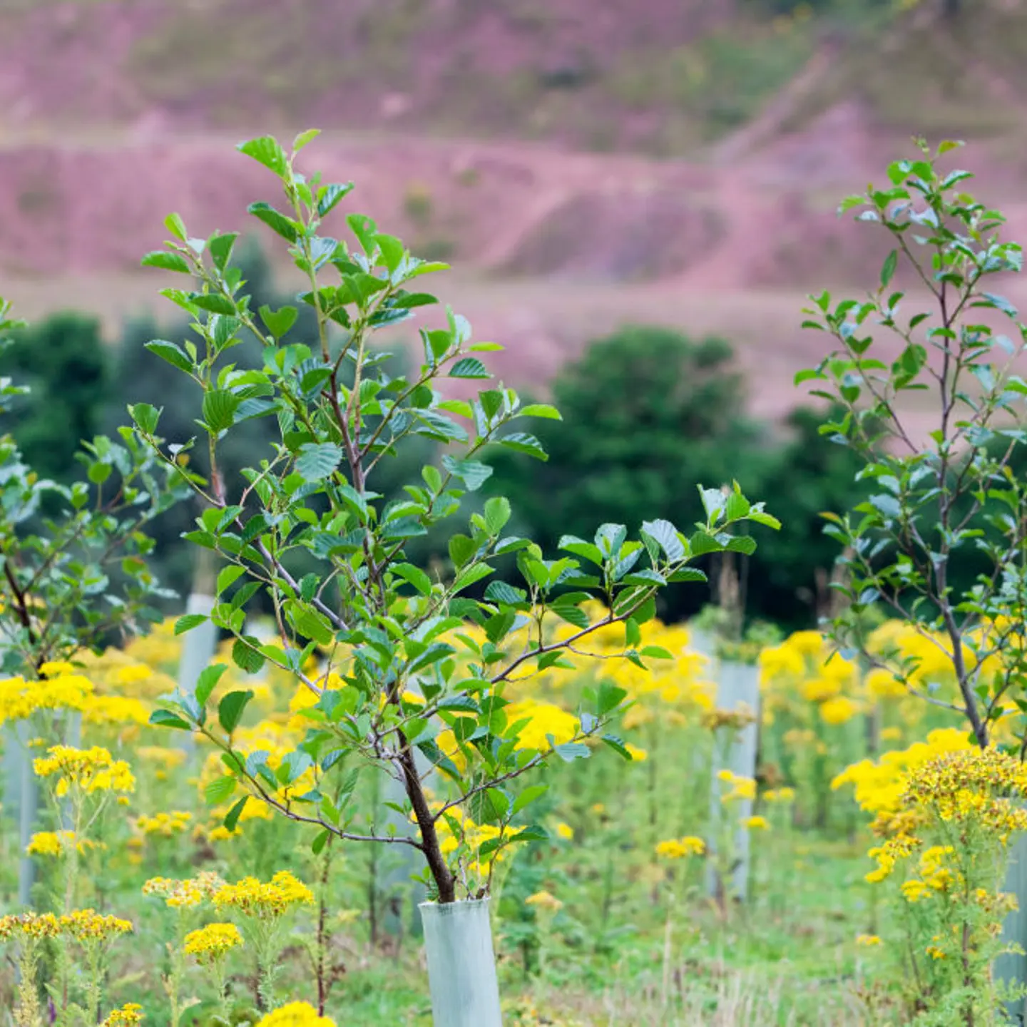 Sand Martin Wood in Faugh near Carlisle, Cumbria, UK, was acquired by the carbon offset company co2balance in September 2006. It has been planted with a broad mix of native trees over 6 hectares and is managed for wildlife as well as the companies offset