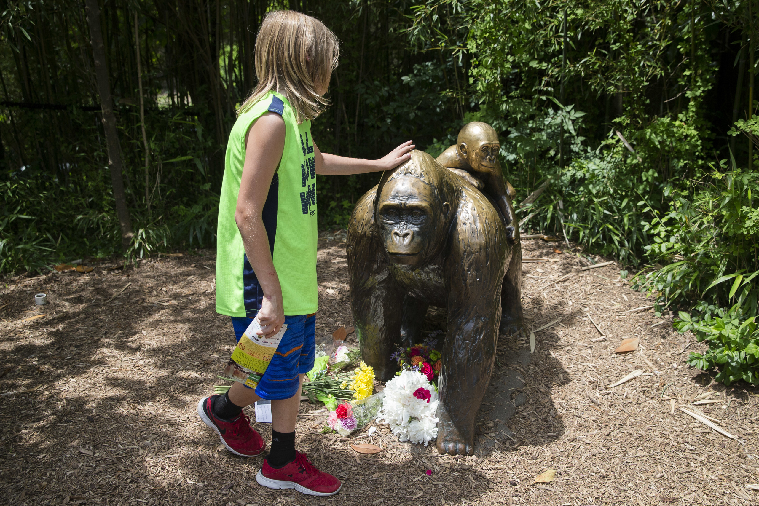 A child touches the head of a gorilla statue where flowers have been placed outside the Gorilla World exhibit at the Cincinnati Zoo & Botanical Garden, Sunday, May 29, 2016, in Cincinnati. On Saturday, a special zoo response team shot and killed Harambe,