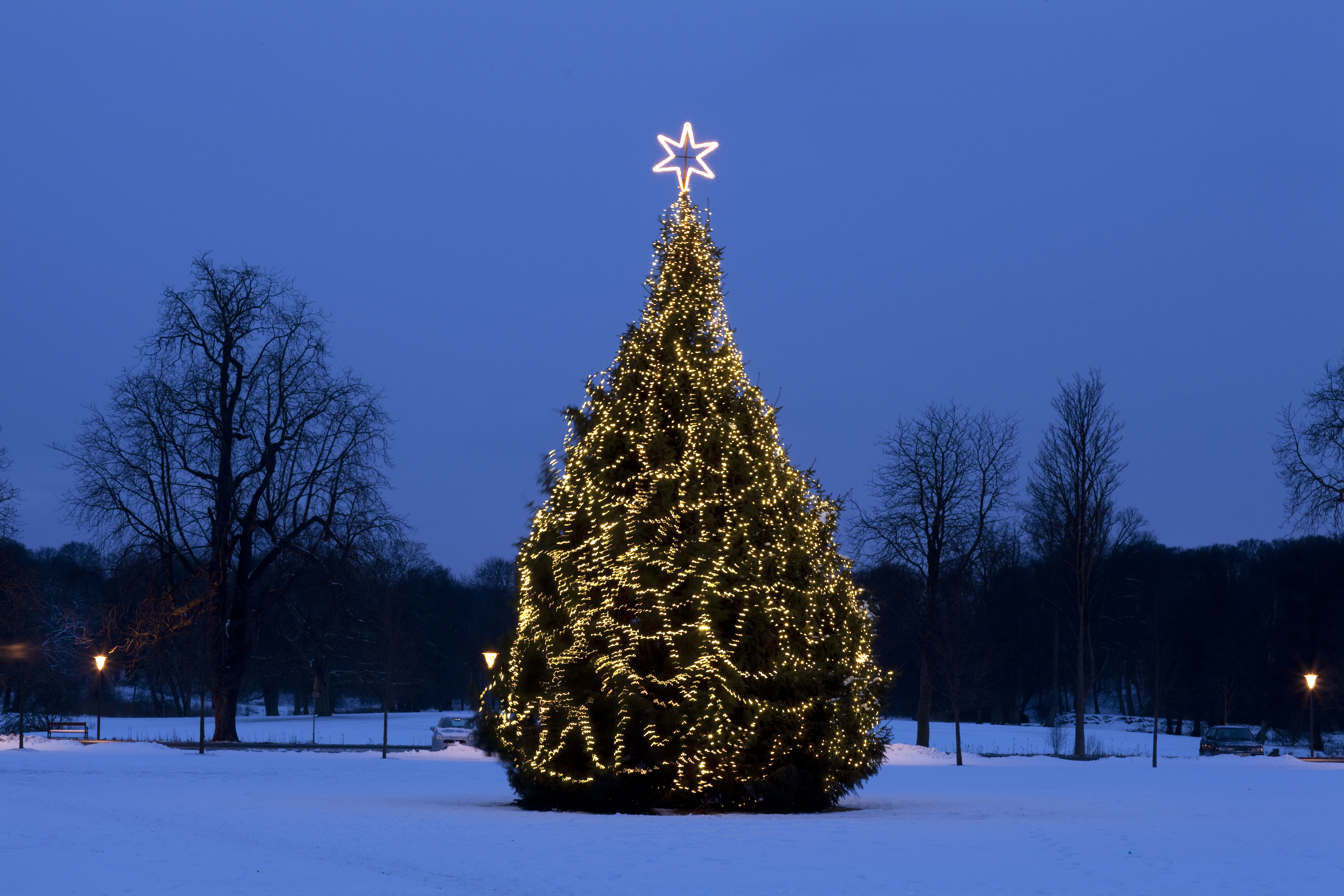 christmas-tree