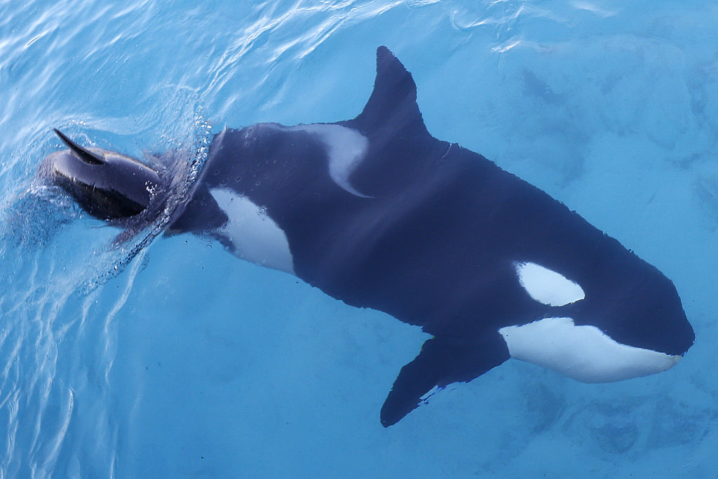 FRANCE-ANIMALS-ORCA